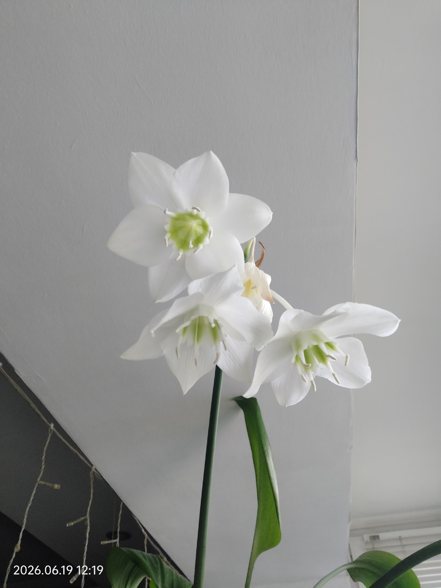 A cluster of three white flowers with green centers is shown against a plain gray background. The flowers are on a single green stem. The lighting suggests an indoor setting, possibly near a window. A date and time stamp in the lower left corner reads "2026.06.19 12:19". The environment appears to be a home interior.