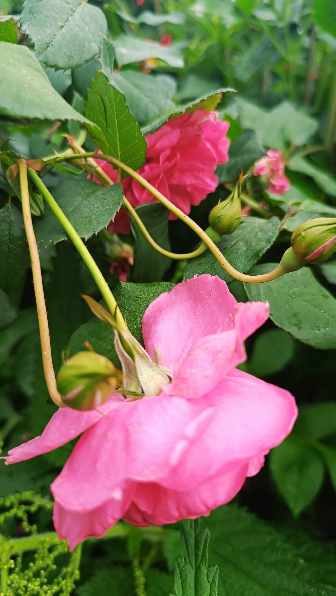 A close-up, overhead shot features a cluster of bright pink roses and rosebuds amidst lush green foliage. The foreground is dominated by a large, soft pink rose in bloom, its petals delicately unfurling. To the left and right of this rose, several rosebuds, still tightly closed, exhibit a vibrant green hue with hints of pink. The stems supporting the roses are thin and curved, with a light brown or tan coloration. The surrounding leaves are a deep green, some appearing slightly glossy, suggesting they might be damp. In the background, another rose, a more intense shade of pink, is partially visible, along with more green leaves and a few more rosebuds. The overall impression is a natural, organic scene, likely found in a garden or wild growth. The image does not contain any people, man-made structures, or discernible urban elements, making it impossible to ascertain its specific location within Karsha, Russia.