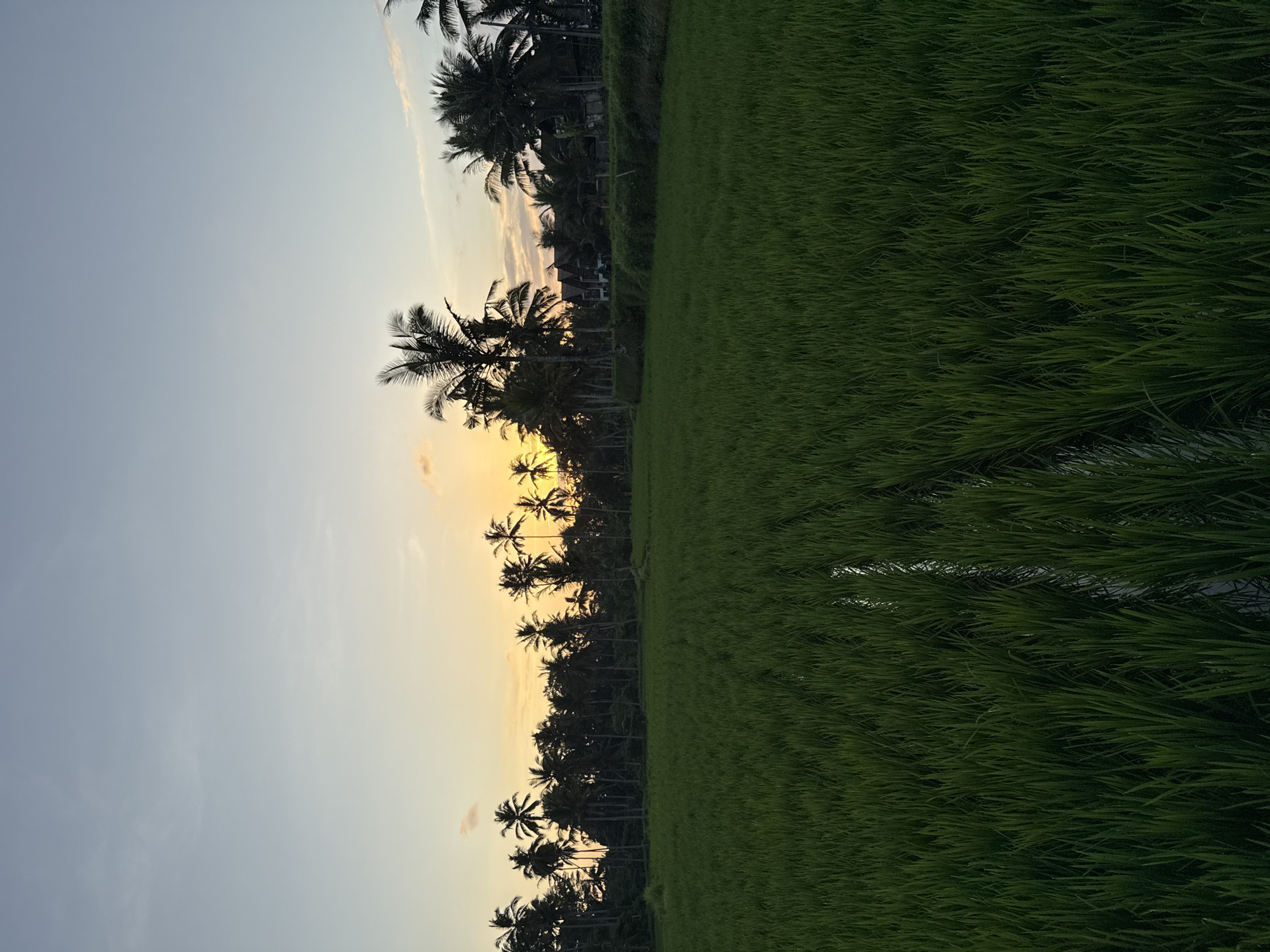 A wide shot captures a lush green rice paddy field under a soft sunset sky, located in Tampaksiring, Indonesia. A line of silhouetted palm trees forms the horizon behind the field, with hints of buildings nestled among them. The sky transitions from a pale blue at the top to warm hues of yellow and orange near the horizon, indicative of sunset. A narrow, water-filled channel runs through the middle of the rice field. The scene is tranquil and depicts a rural landscape at dusk.