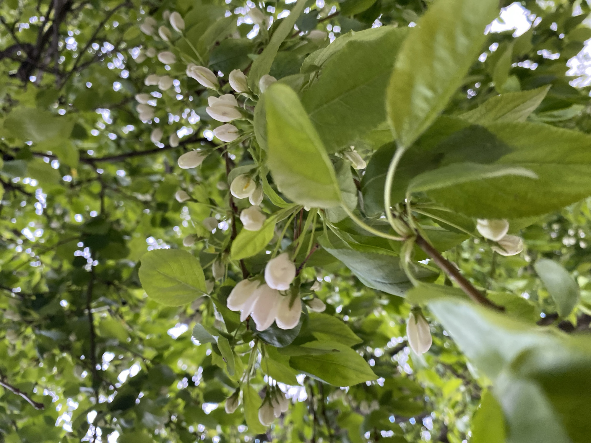 The image shows a low-angle view looking upwards into a tree with white blossoms and green leaves. Many of the blossoms are still closed buds, while others are partially or fully open. The background shows blurred green leaves and branches, with spots of bright light filtering through the foliage, suggesting sunlight.
Without additional information, it is impossible to place the image in Votkinsk, Russia.