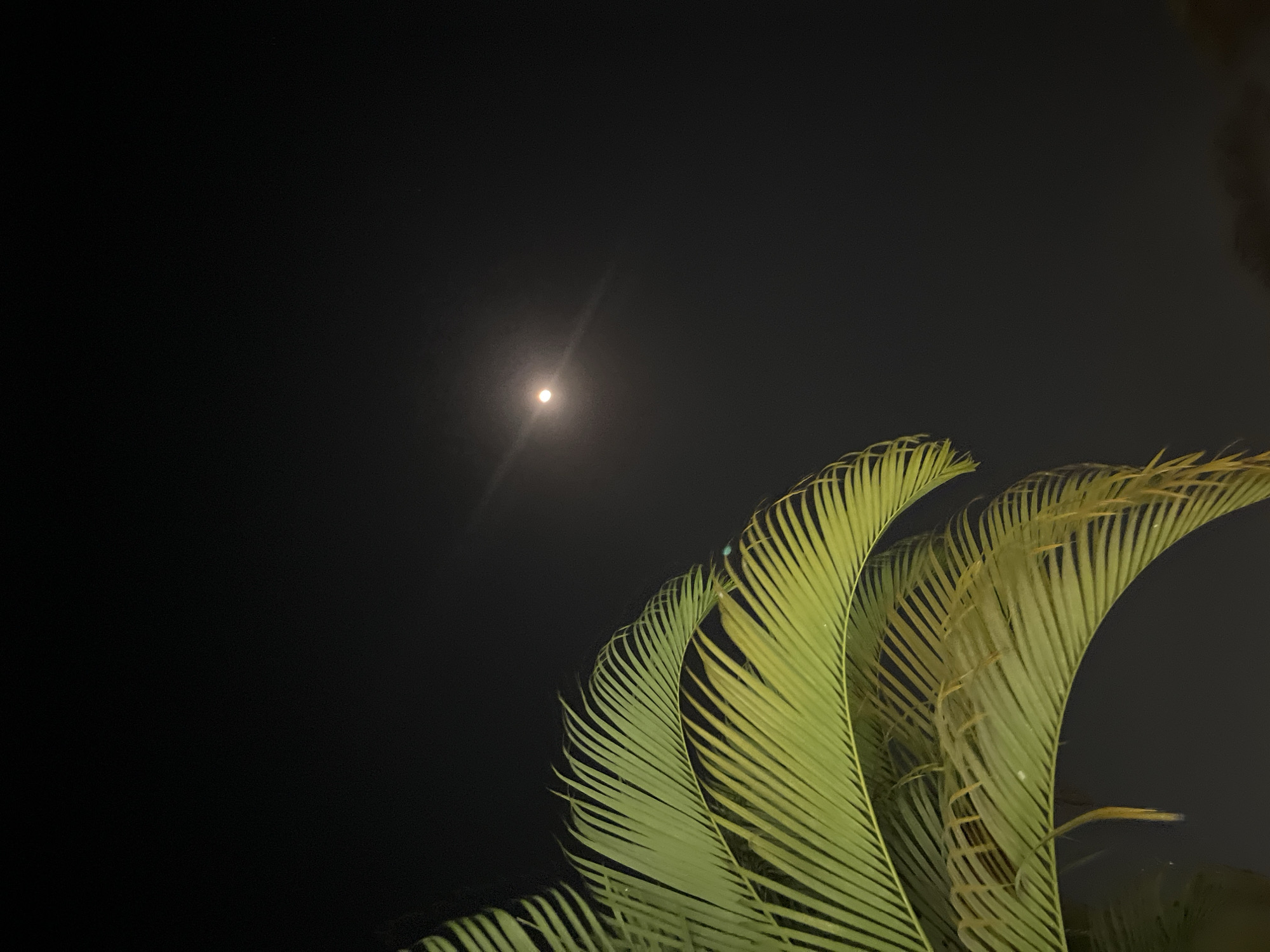 The image is a nighttime photograph taken in Lalampu, Indonesia, featuring a moonlit sky and the fronds of a palm tree in the foreground. The moon is visible as a bright, luminous orb slightly to the right of the center of the frame, casting a soft glow. A faint lens flare extends from the moon towards the right. The palm fronds, which are a vibrant green, occupy the left and lower portions of the image, with their delicate, feathery leaves curving upwards and inwards. The background is a deep, dark night sky, devoid of any discernible features other than the moon. The overall atmosphere is serene and tropical, capturing a typical night scene in the region.