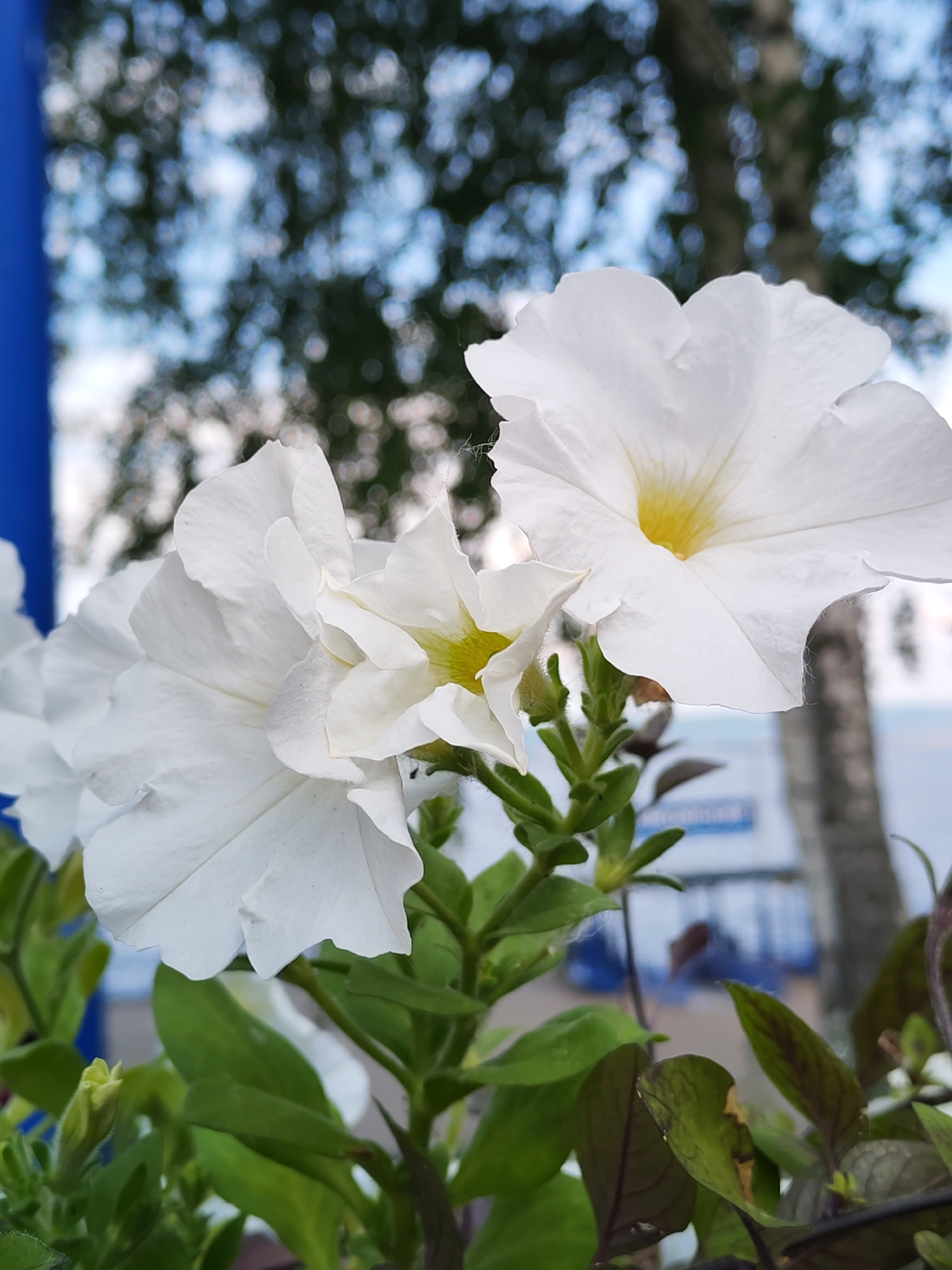 The image shows a close-up view of white petunias with yellow centers. The flowers are in focus, with the background blurred. The background appears to be an outdoor setting with trees and a blue structure on the left. The lighting suggests it is daytime. The image does not provide any information about the city of Chaikovsky, Russia, or any people, actions, or interactions. The focus is solely on the flora.