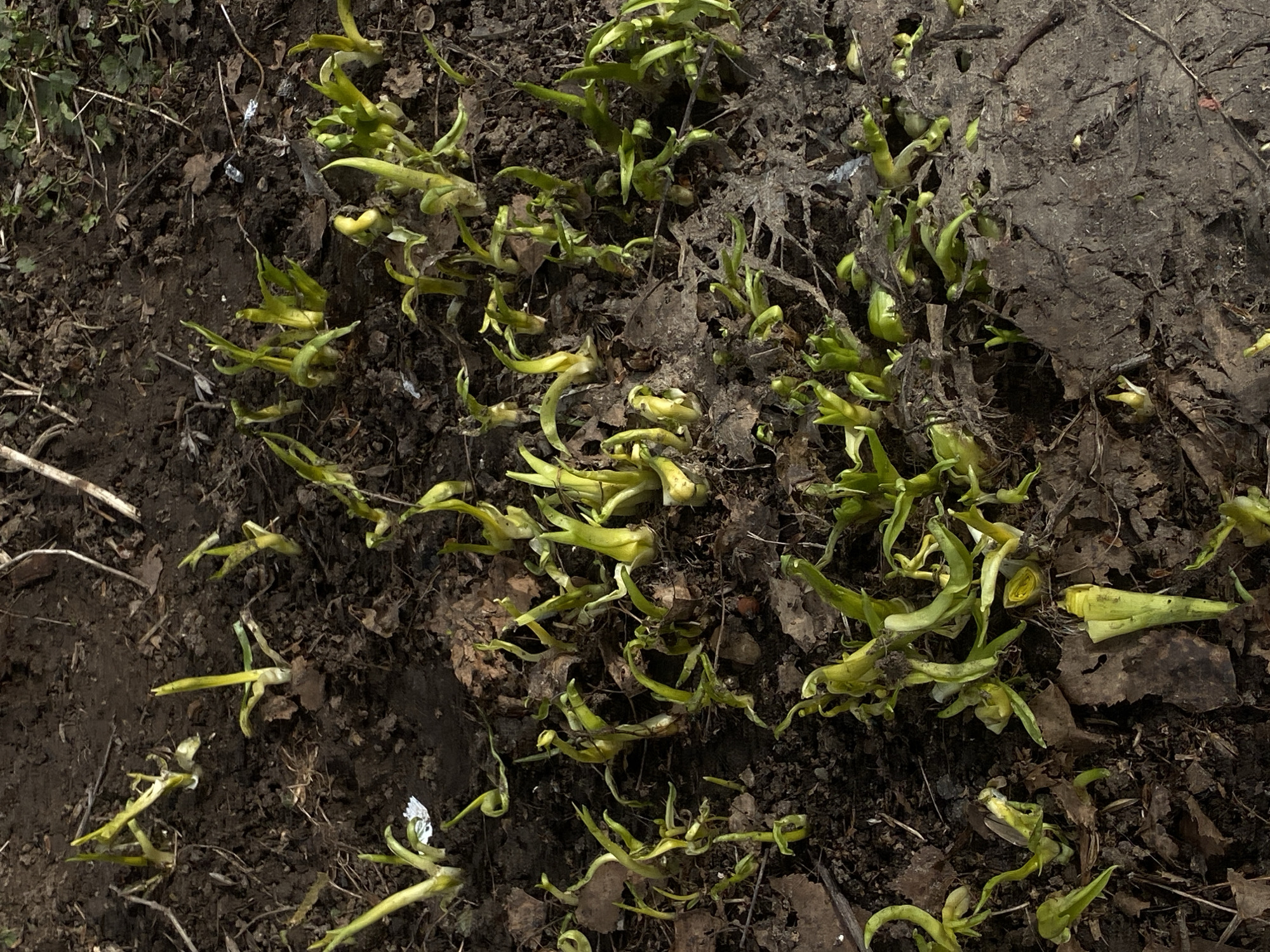 The scene depicts a ground-level view of numerous plant sprouts emerging from dark brown, moist soil. The sprouts are primarily light green to yellowish-green, with varying degrees of leaf unfurling and pointed tips. Scattered across the soil are remnants of decaying brown leaves, small twigs, and minor organic debris. A small, indistinct white object is visible among the sprouts in the upper-left area. The illumination is natural, suggesting an outdoor environment. No human subjects or direct interactions are present. The location is in the city of Chaikovsky, Russia.