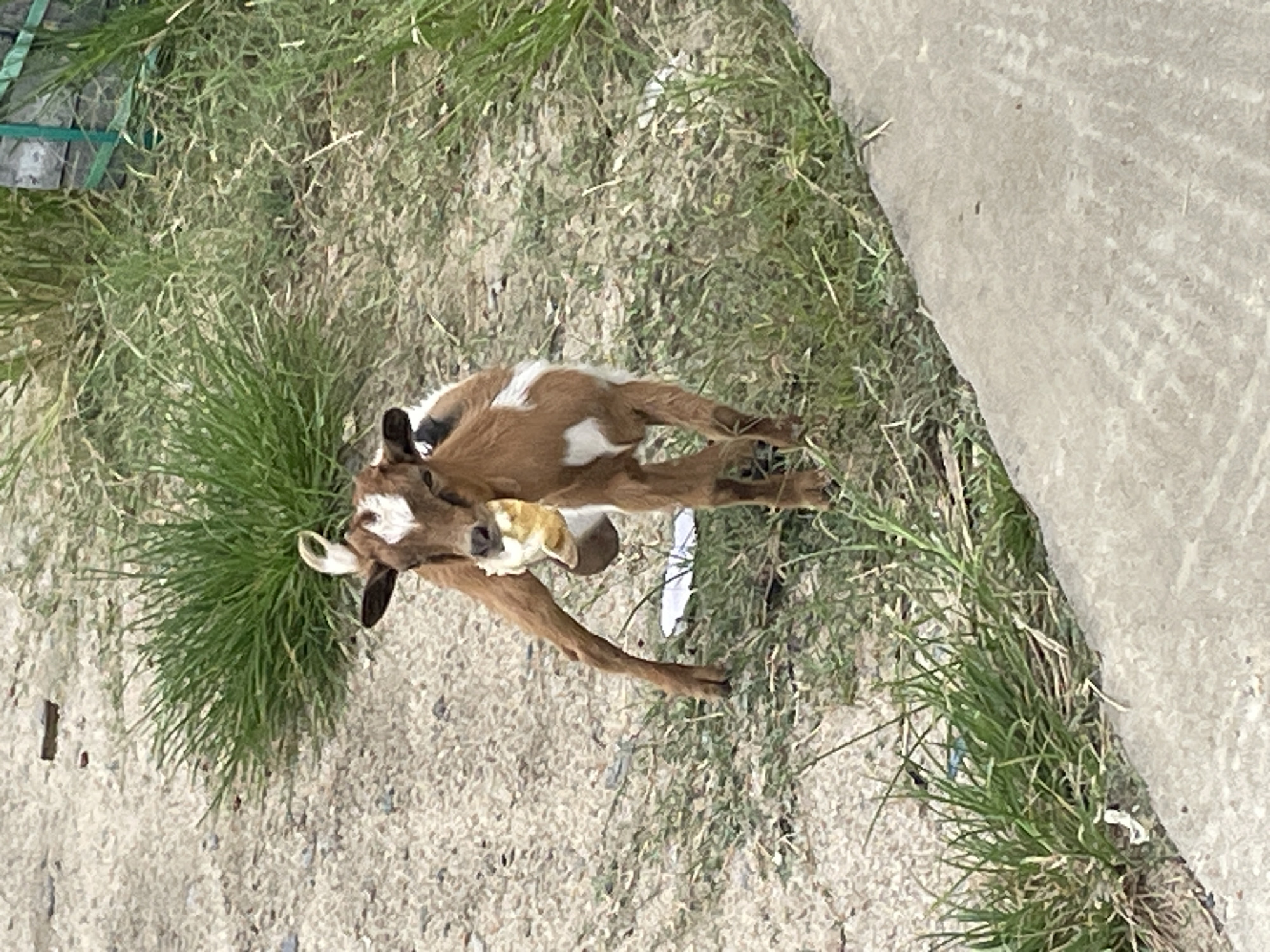 A medium-level, slightly rotated, outdoor shot shows a goat laying in a patch of grass and eating something. The goat has brown fur with some white patches on its head and back. The grass is a mix of green and brown. There is a gray concrete surface to the right of the goat and grass. Based on the request, this image should be located in Ado, Nigeria.
