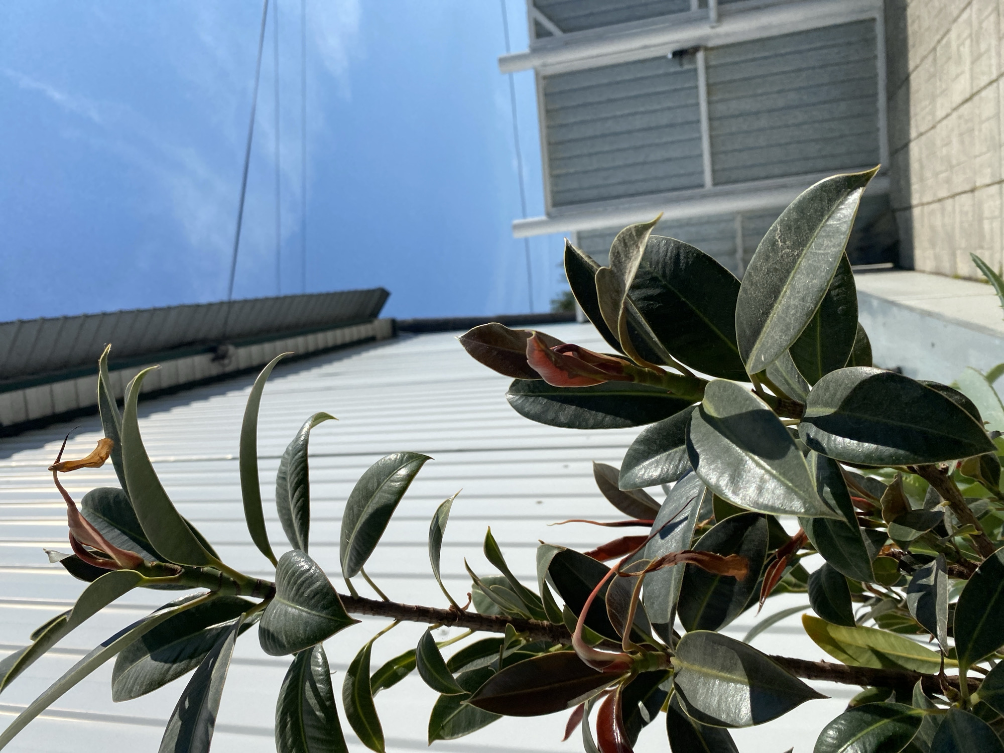 A close-up, low-angle shot features a rubber plant with dark green, glossy leaves and reddish new growth. The plant is positioned in front of a white corrugated metal wall, with a grey roof overhang visible at the top left. To the right, a light blue sky with faint wispy clouds is partially obscured by power lines. Further in the background, a light grey corrugated metal fence with white posts and a gate is visible, along with a paved walkway. The scene is outdoors, suggesting it is daytime in Mamlyut, Kazakhstan. There are no people or animals present.