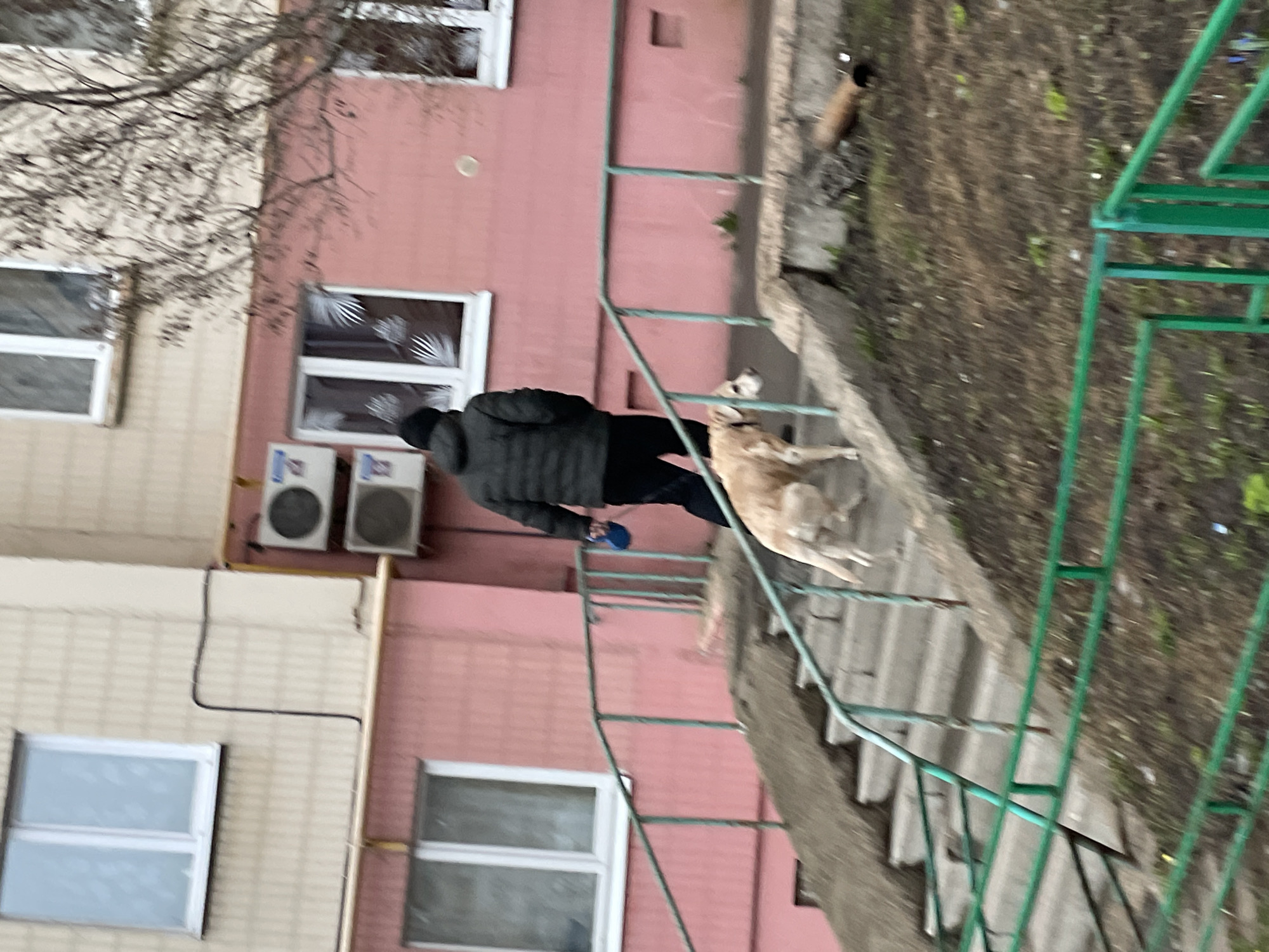 A street scene in Izhevsk, Russia, features a man wearing a dark jacket and a black hat descending a set of outdoor concrete steps. A medium-sized, light-colored dog is also descending the steps alongside the man. The steps have green metal railings on one side. To the left of the steps is a building with a pink facade. Two air conditioning units are mounted on the wall near a window with patterned curtains. To the left of the pink building, there's another building with a light-colored facade and several windows. On the right side of the frame is an area with dirt and sparse green vegetation, partially obscured by the green railing.