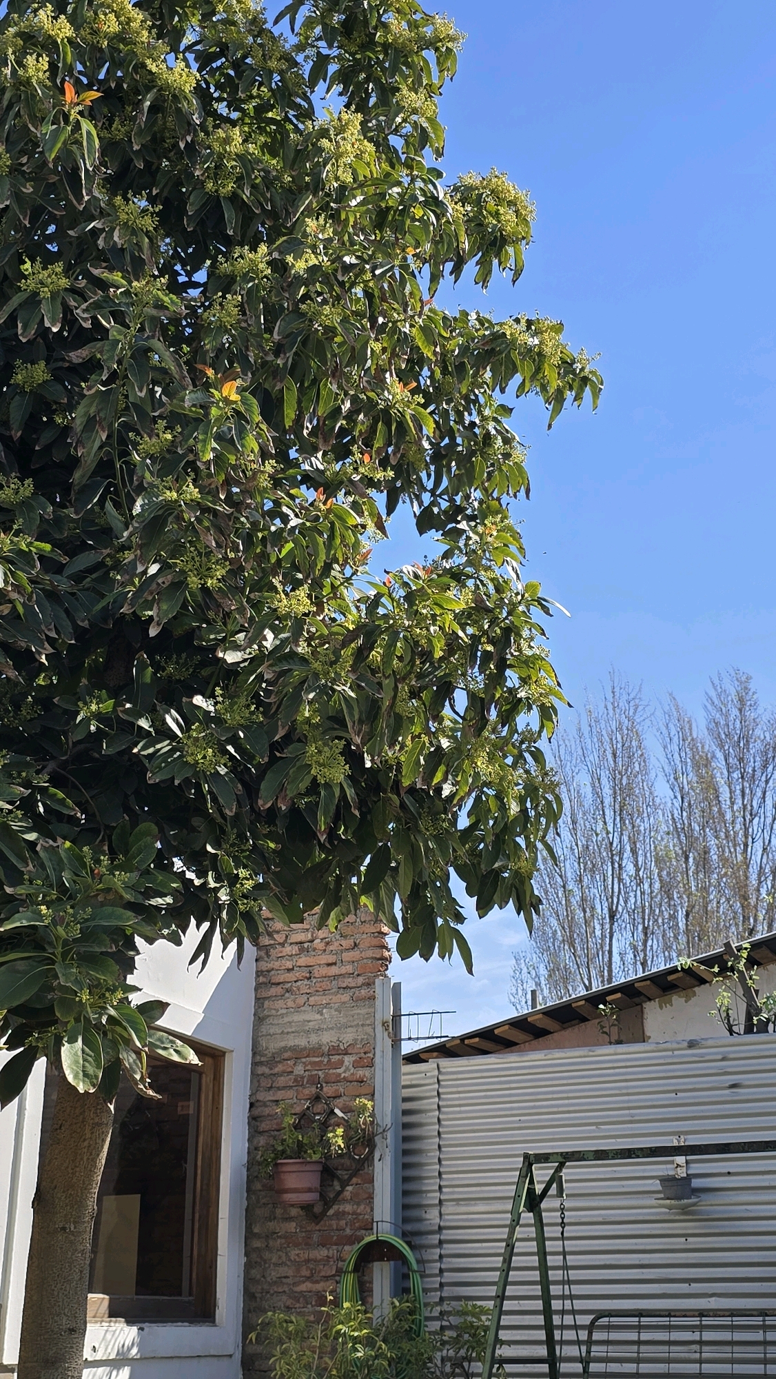 The image depicts an outdoor scene in Gultro, Chile. A large tree with lush green leaves and numerous small, light-colored flowers or buds dominates the left side of the frame, reaching towards a clear blue sky. To the right of the tree, a white-painted building with a large window is partially visible. Adjacent to the building is a brick pillar with a hanging planter containing a small green plant. Further to the right, a corrugated metal fence runs horizontally across the middle ground, separating the yard from what appears to be a backyard area. A green metal swing set is positioned in front of the fence. In the background, several tall, bare trees with thin branches are visible against the sky. The overall impression is one of a residential outdoor space bathed in sunlight.
