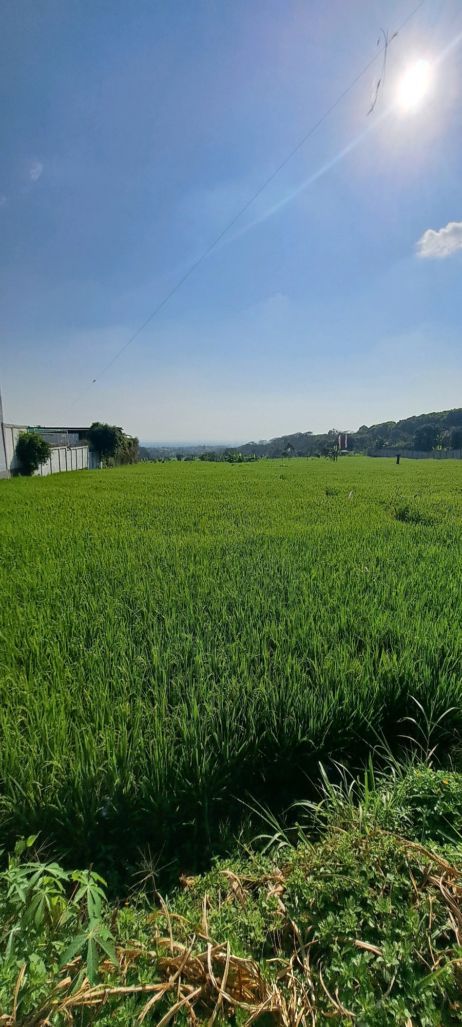 The image captures a vast, vibrant green rice field under a bright, sunny sky in Bulukandang, Indonesia. The foreground is dominated by the lush, dense stalks of the rice crop, with some dry, brown vegetation and green plants at the very bottom edge. In the mid-ground, a white fence runs horizontally across the scene, bordering the field and a building complex with a white facade and some trees. Further in the distance, the landscape opens up to rolling hills and a hazy horizon, suggesting a rural or semi-rural setting within the city. A thin, dark line, possibly a power line or wire, diagonally crosses the sky from the upper left to the lower right. The sun is high in the sky, causing a lens flare and casting a bright light that washes out some details in the upper right portion of the image. There are no people or animals clearly visible in the frame.