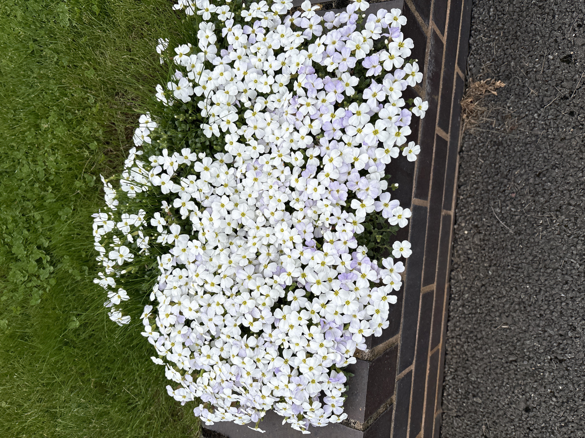 An eye-level, medium shot shows a mound of white and pale lavender flowers cascading over a low, dark-brown brick wall next to an asphalt surface. To the left of the flowers, bright green grass grows. The ground surface is dark asphalt. The photograph appears to have been taken in Longden, United Kingdom.