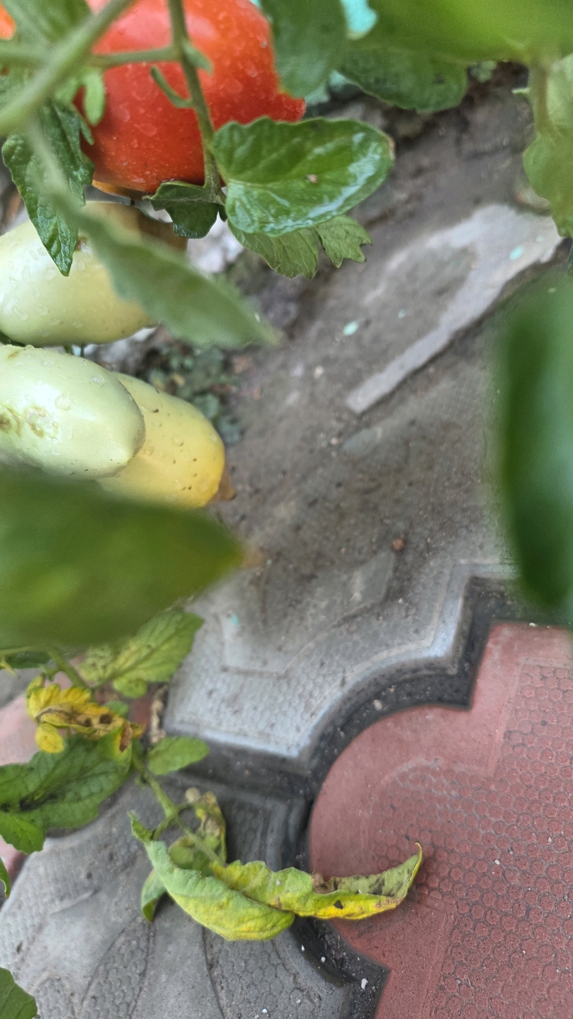 A close-up, overhead shot focuses on a tomato plant with ripe red and unripe green tomatoes, interspersed with wet green leaves, resting on a textured gray and red paved surface. The scene appears to be in an outdoor setting, possibly a garden or yard, in Tokmok City, Kyrgyzstan. The lighting suggests it is daytime, with no visible people or animals. The overall impression is one of natural growth and the presence of fruit-bearing plants.