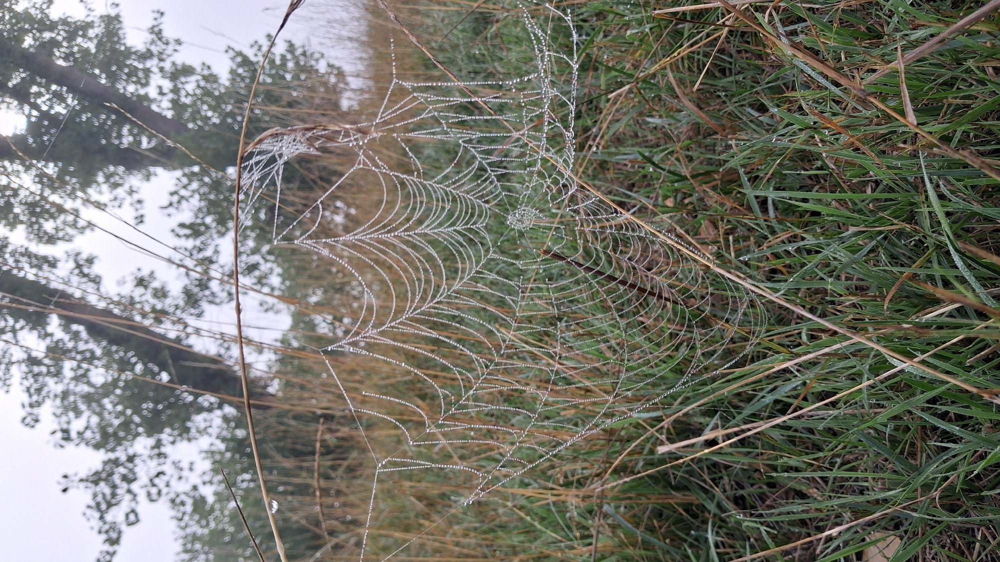 A dew-covered spiderweb is centered in the foreground, glistening with numerous tiny water droplets that refract the light. The web is suspended between blades of dry grass and green grass, which dominate the lower portion of the image. In the background, out of focus, are the trunks of two trees and the blurry shapes of leaves, suggesting a natural, outdoor environment. The sky is overcast and pale. The scene depicts a spiderweb in a grassy area, possibly a park or a field, on a misty or dewy morning. The exact location within Osterhofen, Germany, is not specified by visual cues. There are no people or animals visible in the image.