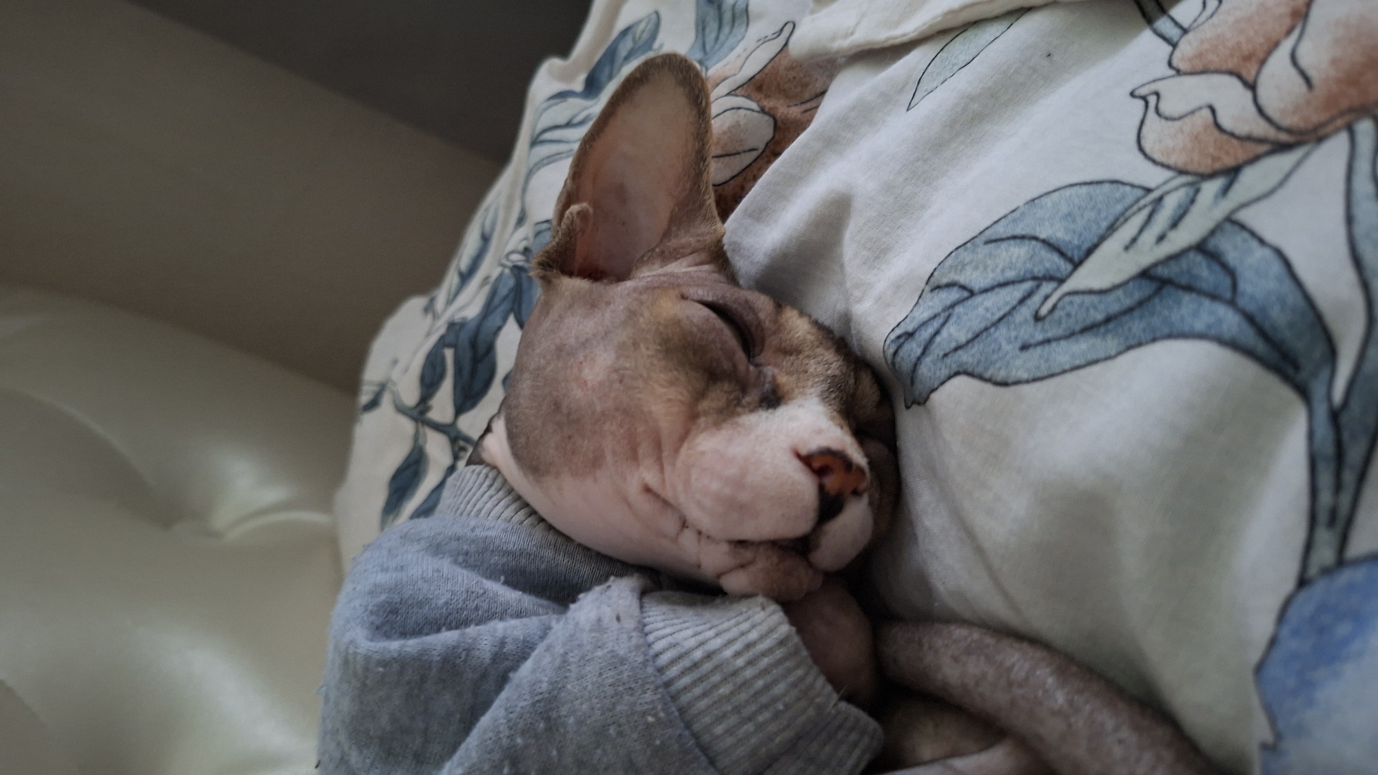 A hairless cat sleeps nestled into a grey hoodie, its head resting on a white blanket with a blue floral pattern. The cat's eyes are closed, and its ears are perked slightly. The background is out of focus and appears to be a light-colored headboard or wall. The scene suggests a domestic indoor setting. The location of Myadzyel, Belarus is not discernible from the image.
