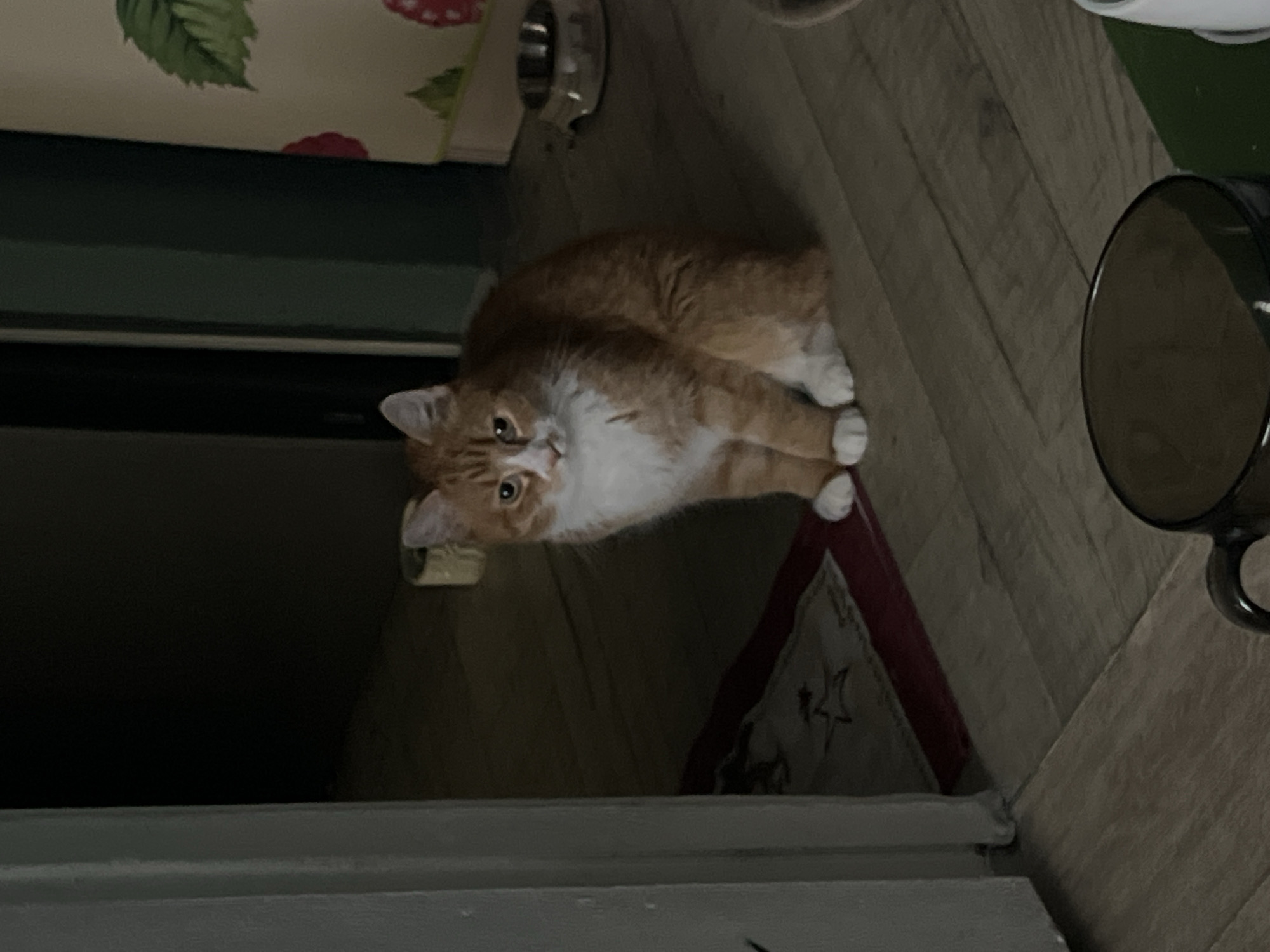 An orange and white cat is sitting on a wooden floor in what appears to be a domestic setting. The cat is facing the camera with its paws tucked beneath it. The background is dimly lit, with a dark wall and a partially visible cabinet with a strawberry pattern. To the left, a portion of a door frame or wall is visible. A rug with a star design is on the floor near the cat. A pet food bowl is visible in the background to the right. The scene is likely an interior location within a residential building in the city of Khor, Russia, as specified.