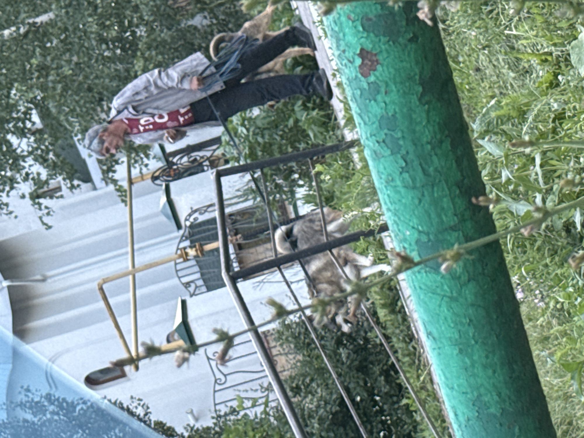 The image captures a person with dark hair wearing a grey shirt, dark pants, and a red and white t-shirt underneath. The person is leaning against a green, weathered pole, which appears to be a part of an outdoor structure, possibly a fence or railing. The scene is set outdoors with lush green foliage surrounding the area, suggesting a natural or park-like setting.
Behind the person, there is a black metal railing, and further back, a glimpse of a building with a light-colored exterior. A cat, with grey and white fur, is lying on the ground inside the fenced area, appearing relaxed. The overall impression is that of a casual, possibly warm day, given the outdoor setting and the light clothing of the person.
A prominent detail is the text "50" visible on the red part of the t-shirt worn by the person. The image is oriented vertically, with the bottom of the frame appearing at the top. The presence of greenery and outdoor furniture suggests a residential area, a park, or a garden. The weathered texture of the green pole and the peeling paint add a rustic feel to the scene. The image was taken in Samara, Russia.