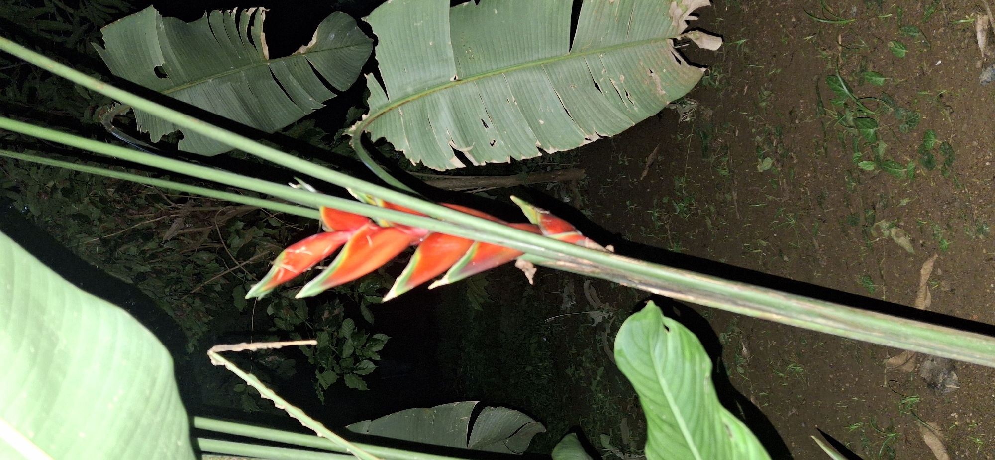 A close-up, vertical shot captures a bright red and yellow Heliconia flower, also known as a lobster claw, with green stems against a dark, natural background. The flower is in focus and occupies the center of the frame, appearing to be outdoors in a garden or natural setting. Large green leaves, characteristic of banana or plantain plants, frame the flower on the left and right sides. The background is blurred and dark, suggesting it is nighttime or a shaded area, with hints of foliage and the ground visible. The ground appears to be dirt with some small green shoots and fallen leaves. The overall impression is one of a vibrant tropical plant in a natural, possibly uncultivated, environment. The location is stated to be in Vallecito, Venezuela.