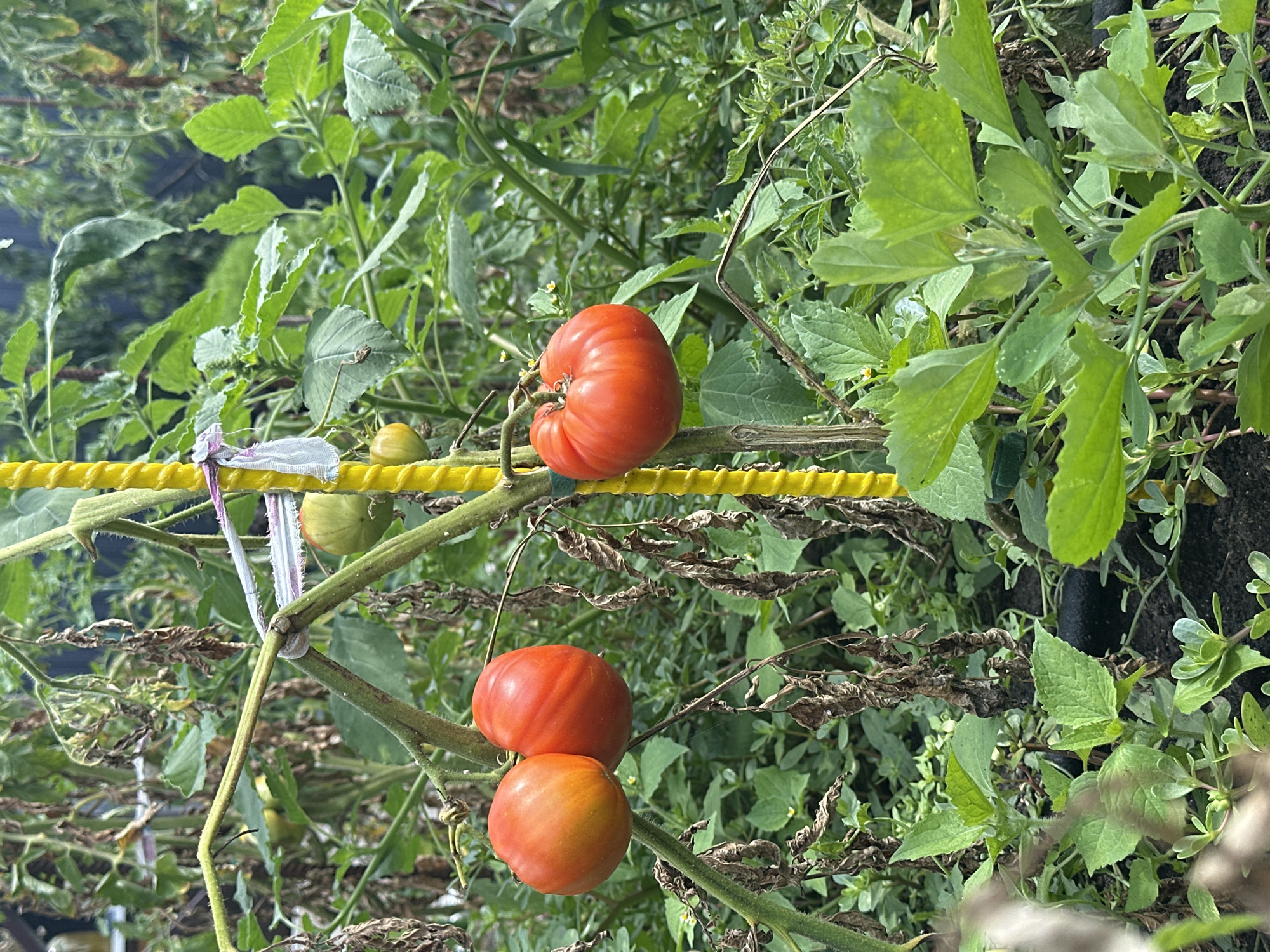 In Yessentuki, Russia, a close-up shot captures a tomato plant laden with ripening fruit, set against a backdrop of lush greenery. The tomatoes, varying in color from vibrant orange to deep red, hang from the vine, some still bearing faint yellow or green hues. A sturdy, bright yellow stake supports the plant, a white and purple ribbon tied around it. The foreground is filled with the dark soil and lower foliage of the garden, with some dried, brown leaves on the tomato plant suggesting a natural progression of the growing season. The overall scene evokes a sense of abundance and the natural beauty of a home garden.