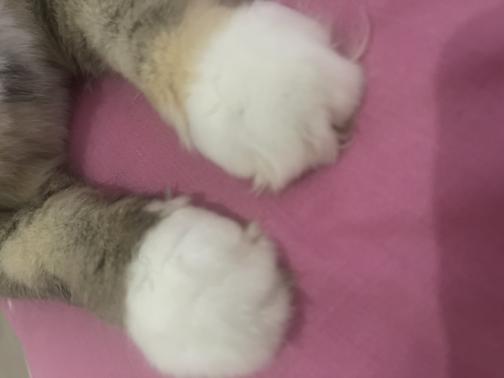 A close-up, eye-level shot shows the front paws of a cat resting on a pink surface. The cat's fur is a mix of gray, white, and tan. The right paw is closer to the camera and is very fluffy with white fur, while the left paw, slightly further away, also displays white fur. The pink surface appears to be fabric, possibly a blanket or cushion. The image is slightly blurred, focusing on the texture and color of the cat's paws. No other details of the cat or its surroundings are visible.