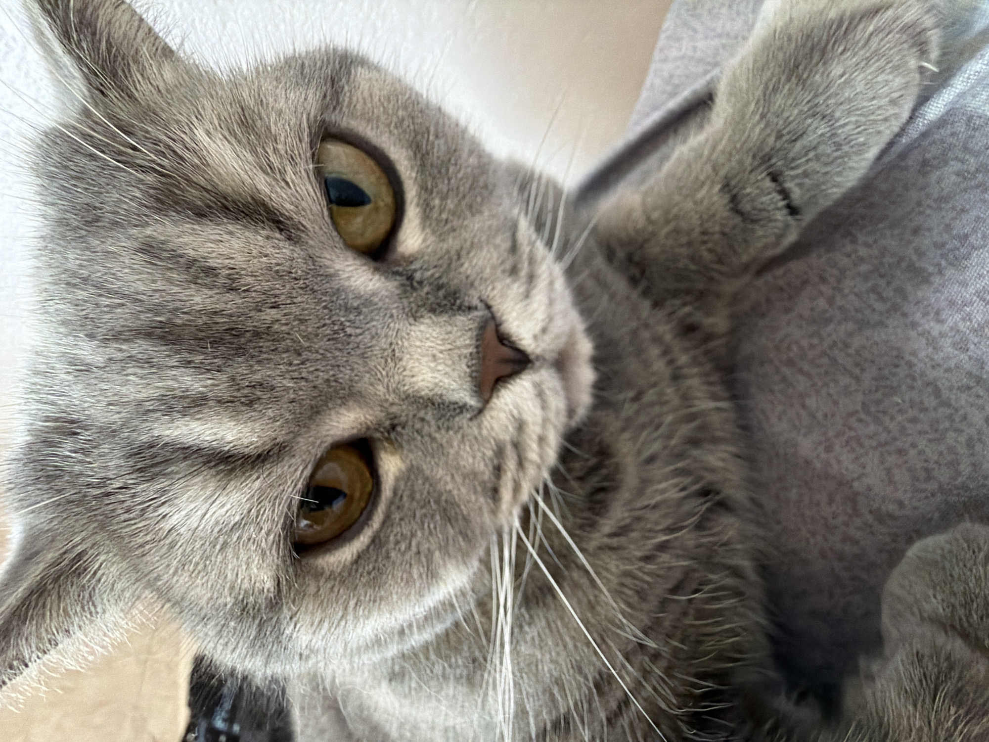 A close-up, upward-angled portrait captures the face of a short-haired grey cat, likely a British Shorthair or similar breed, in Perm, Russia. The cat is looking directly at the viewer with an attentive and curious expression. Its fur is a uniform blue-grey color, with subtle tabby stripes visible on its forehead and around its eyes. The cat's large, round eyes are a striking golden-amber, featuring vertical black pupils. A small, slightly pinkish-brown nose and prominent, long white whiskers are sharply in focus. Part of one of its front paws, covered in matching grey fur, is visible on the right side of the frame, resting on a soft, grey textured fabric, which appears to be a blanket or clothing. The background is softly blurred, showing lighter, indistinct tones, suggesting an indoor setting. The lighting is even, highlighting the textures of the fur and whiskers. No text is visible in the image.