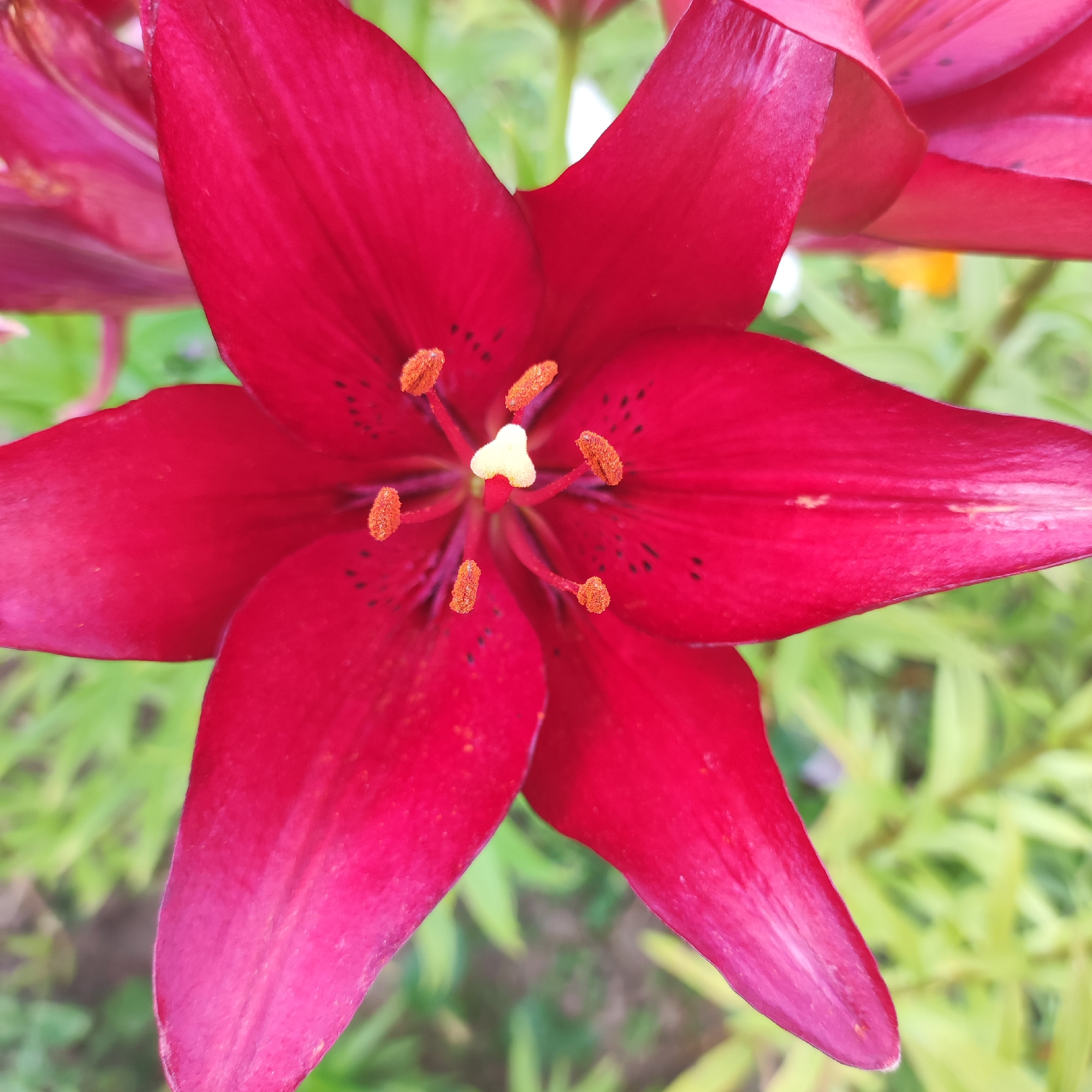 The image is a close-up, overhead shot of a deep red lily flower in bloom. The flower has six prominent petals, each with a slightly lighter, almost pinkish hue towards its tip. In the center of the flower are several stamens with orange anthers, and a light yellow pistil. The background is a blur of green foliage, suggesting an outdoor garden setting. The lighting appears natural, indicating it was taken during the daytime. There are no people, text, or specific event depicted, only the natural beauty of the flower. The location context of Navoloki, Russia, provides a geographical reference for the image.
