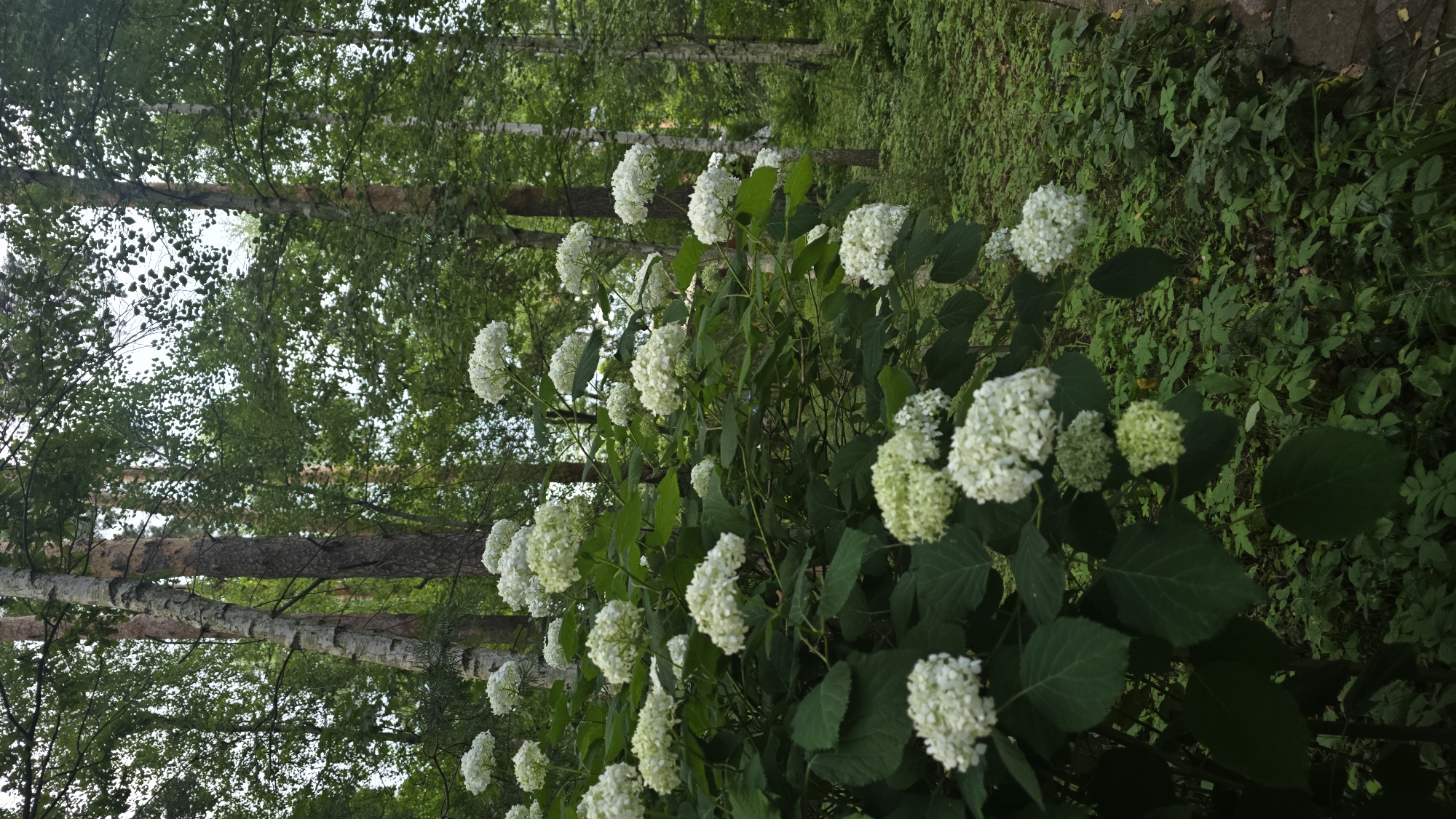 In Il’inskiy, Russia, a cluster of large, white hydrangea blooms dominates the foreground of a woodland scene. The flowers are clustered on thick green stems and leaves, with some blooms appearing fuller and more developed than others, while some show a slightly greenish hue. Behind the hydrangeas, the trunks of several trees, including birches with distinctive white bark and darker pines, rise into a canopy of lush green leaves. The background reveals a dense undergrowth of smaller plants and foliage, suggesting a natural or park-like setting within the city. The lighting is subdued, indicating it might be overcast or late in the day, casting a soft, diffused light on the flora. The overall impression is one of abundant natural beauty within an urban environment.
