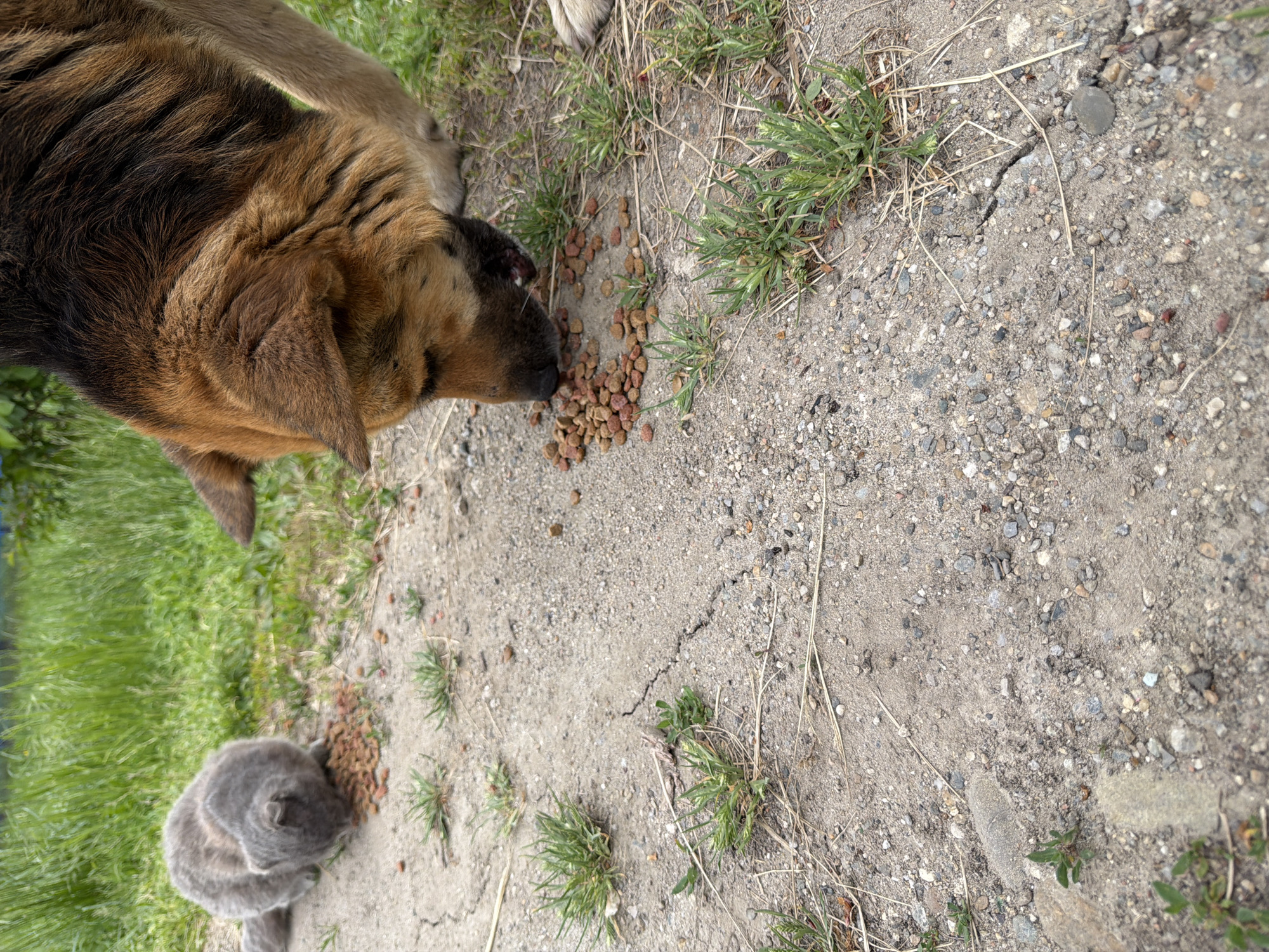 The image depicts a gravelly outdoor area in Leningradskaya, Russia, where a brown-and-black dog and a gray cat are feeding on piles of dry kibble. The dog is positioned at the top of the frame, head down, consuming food. The cat is in the lower left corner, also eating. Sparse patches of green grass and dry stalks are visible amidst the gravel and dirt.