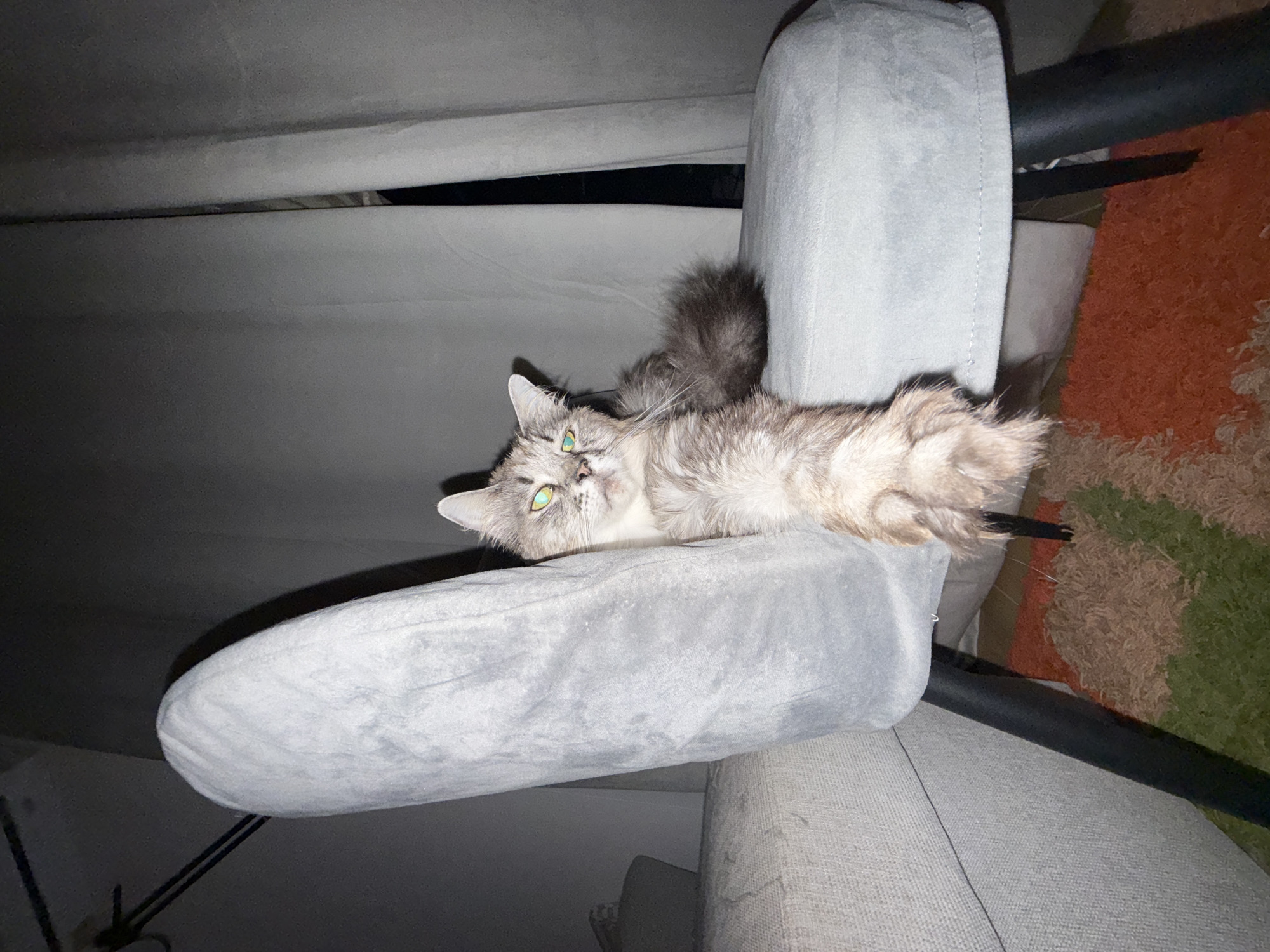 A gray cat is lying on a gray armchair. The cat has green eyes. The armchair is next to a gray sofa. A rug is visible in the background.