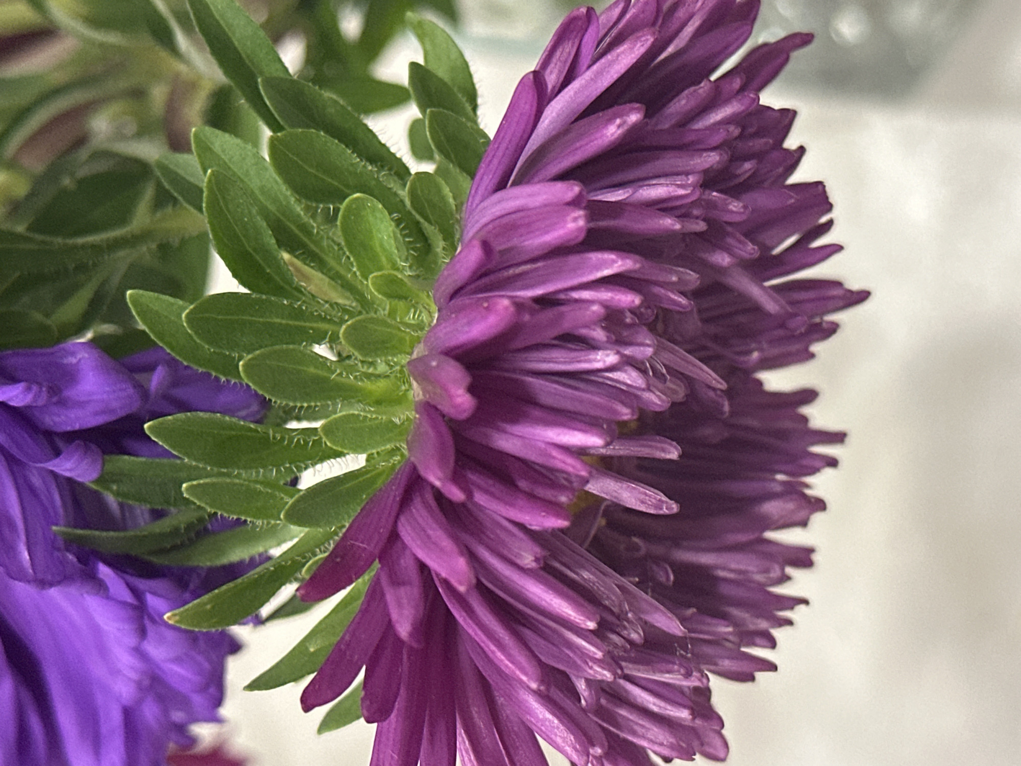 A close-up, macro photograph captures a vibrant purple aster flower, its delicate, petal-like florets cascading downwards. The flower's center is obscured by the dense arrangement of these florets, which exhibit subtle variations in shade and texture. Above the main flower, a portion of another purple aster is visible, slightly out of focus, suggesting a bouquet or floral arrangement. Lush green sepals, covered in fine hairs, form a dense crown beneath the flower head. The background is softly blurred, a light, neutral tone that emphasizes the sharp detail of the flora. There are no people or any discernible urban elements present in the image, making it impossible to ascertain a location within Nevinnomyssk, Russia.