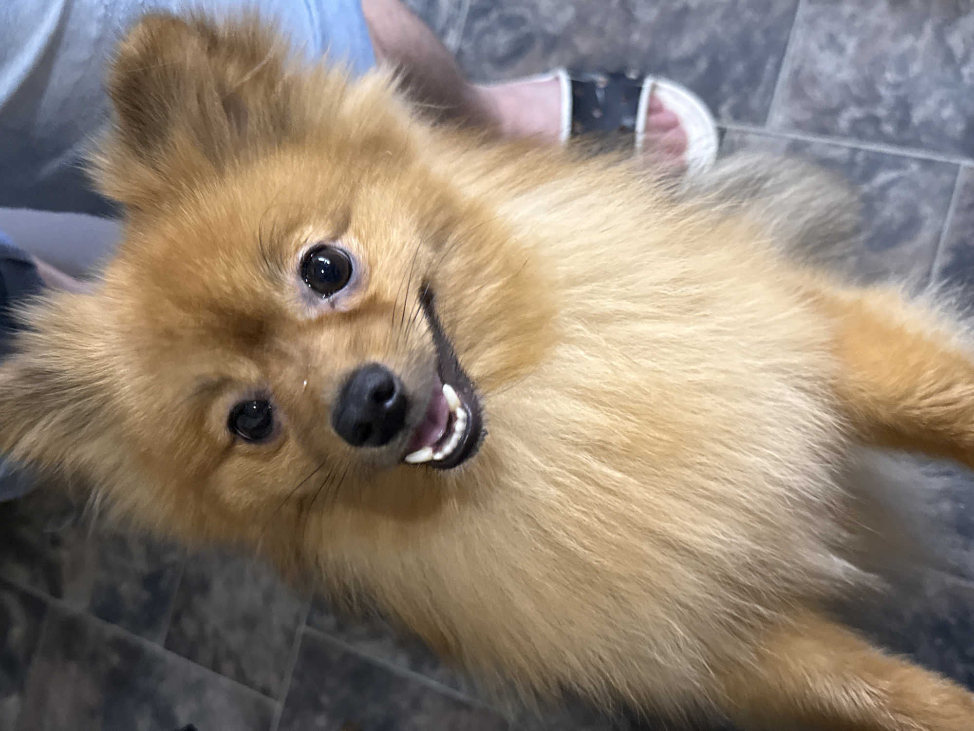 The image shows a close-up of a fluffy, golden-brown Pomeranian dog, possibly in an indoor setting. The dog is looking directly at the camera with its mouth slightly open, revealing its teeth and pink tongue. Its eyes are dark and round, and its ears are perked up. The background appears to be a tiled floor and a person's legs, clad in blue jeans and sandals, are visible on the right side of the frame. The lighting suggests a casual, everyday moment. The location in the city of Khimki, Russia, is not discernible from the visual information in the image.