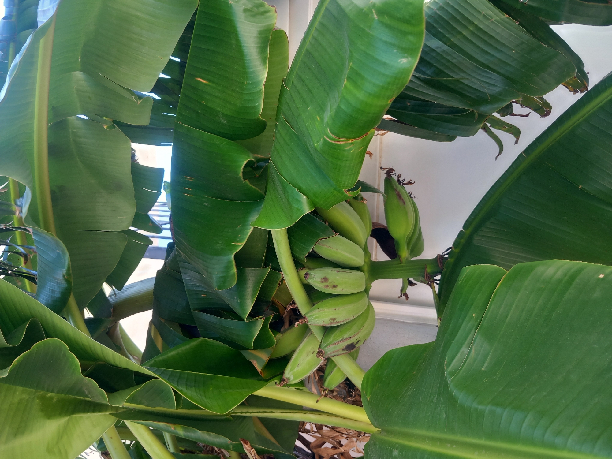 The image shows a cluster of unripe green bananas hanging from a banana plant. The bananas are elongated and curved, with a smooth, waxy skin. They are arranged in a bunch, with several hands of bananas visible. The leaves of the banana plant are large, green, and broad, providing a backdrop for the fruit. The scene appears to be outdoors, with some sunlight filtering through the leaves. The location in the city of Kos, Greece, is not evident from the image itself, as there are no identifiable landmarks or contextual clues to suggest a specific geographical setting. The image focuses solely on the banana plant and its fruit, suggesting a botanical or agricultural context. There are no people, animals, or other objects present in the image.