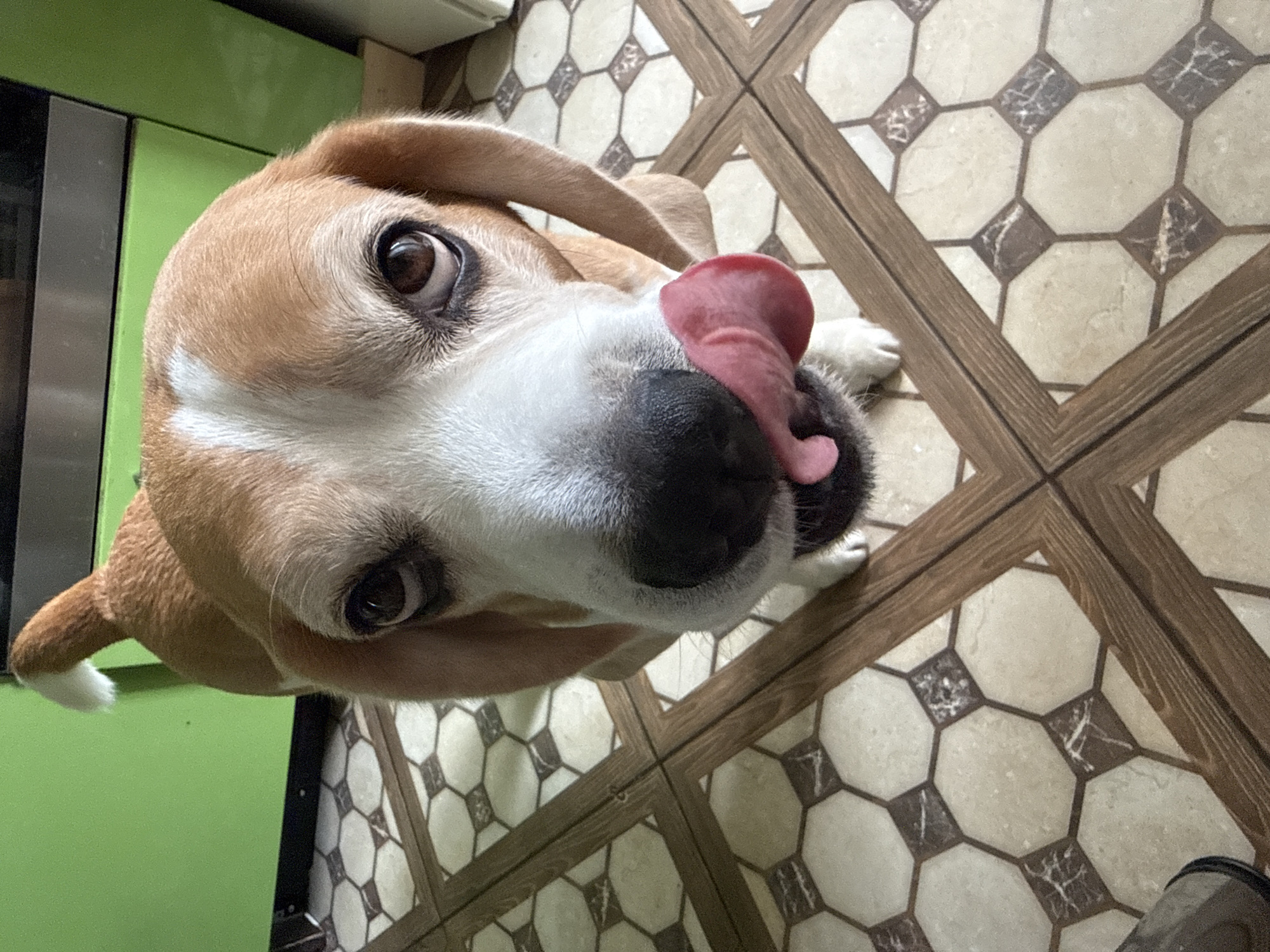 The image shows a close-up of a beagle dog with its tongue sticking out, licking its nose. The dog is indoors, standing on a tiled floor with an octagonal pattern. In the background, a green cabinet is visible. The scene is devoid of any identifiable landmarks or elements that would indicate its location in the city of Perm, Russia.