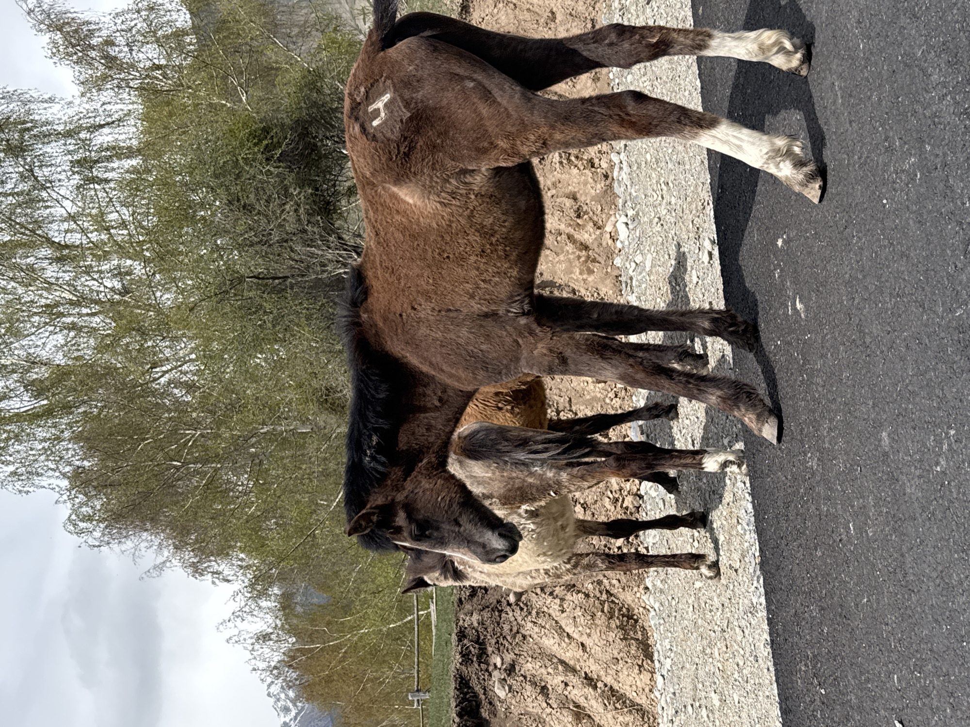 The image displays a group of three horses standing on the side of a rural road in Semenovka, Kyrgyzstan. The most prominent subject is a dark brown horse, positioned with its hindquarters facing the viewer, standing on a gravel shoulder with its front hooves on the asphalt road. A distinctive white brand, shaped like the letter "H," is visible on its left flank. Behind and slightly to the left of this horse is another dark-coated horse, and further back, a lighter, possibly tan or cream-colored foal is nestled amongst them.
The setting consists of a paved asphalt road on the right and a rough dirt and gravel shoulder on the left. The background features sparse deciduous trees with fresh light green foliage, indicative of spring or early summer. Above the trees, an overcast sky is visible, with faint hints of distant, possibly snow-capped mountains. The strong, well-defined shadows cast by the horses on the road suggest it is daytime with bright sun, even if the sky appears partly cloudy. No people are present, and the horses appear to be calmly standing or grazing.
