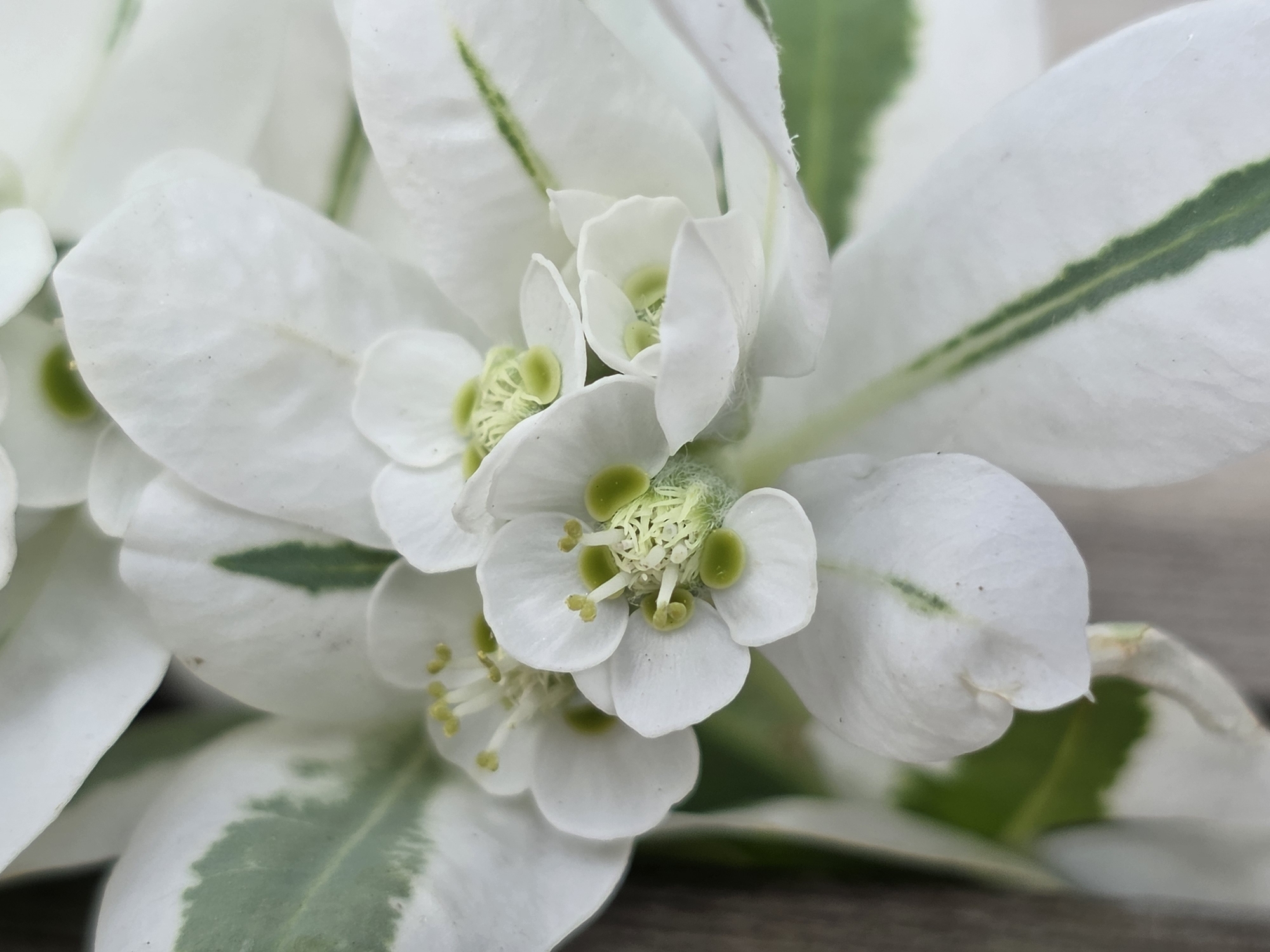 The image is a close-up, macro shot of the flowers and variegated leaves of a plant, likely a variety of Euphorbia, possibly 'Diamond Frost' or a similar cultivar. The plant features small, white, petal-like bracts and delicate white and green foliage. The center of the flowers shows small green structures and yellow stamens. The background consists of a blurred wooden surface, suggesting the plant is in a pot or a garden setting. There are no people or actions depicted in the image, and it is impossible to determine its location within Baku, Azerbaijan, or any other city.