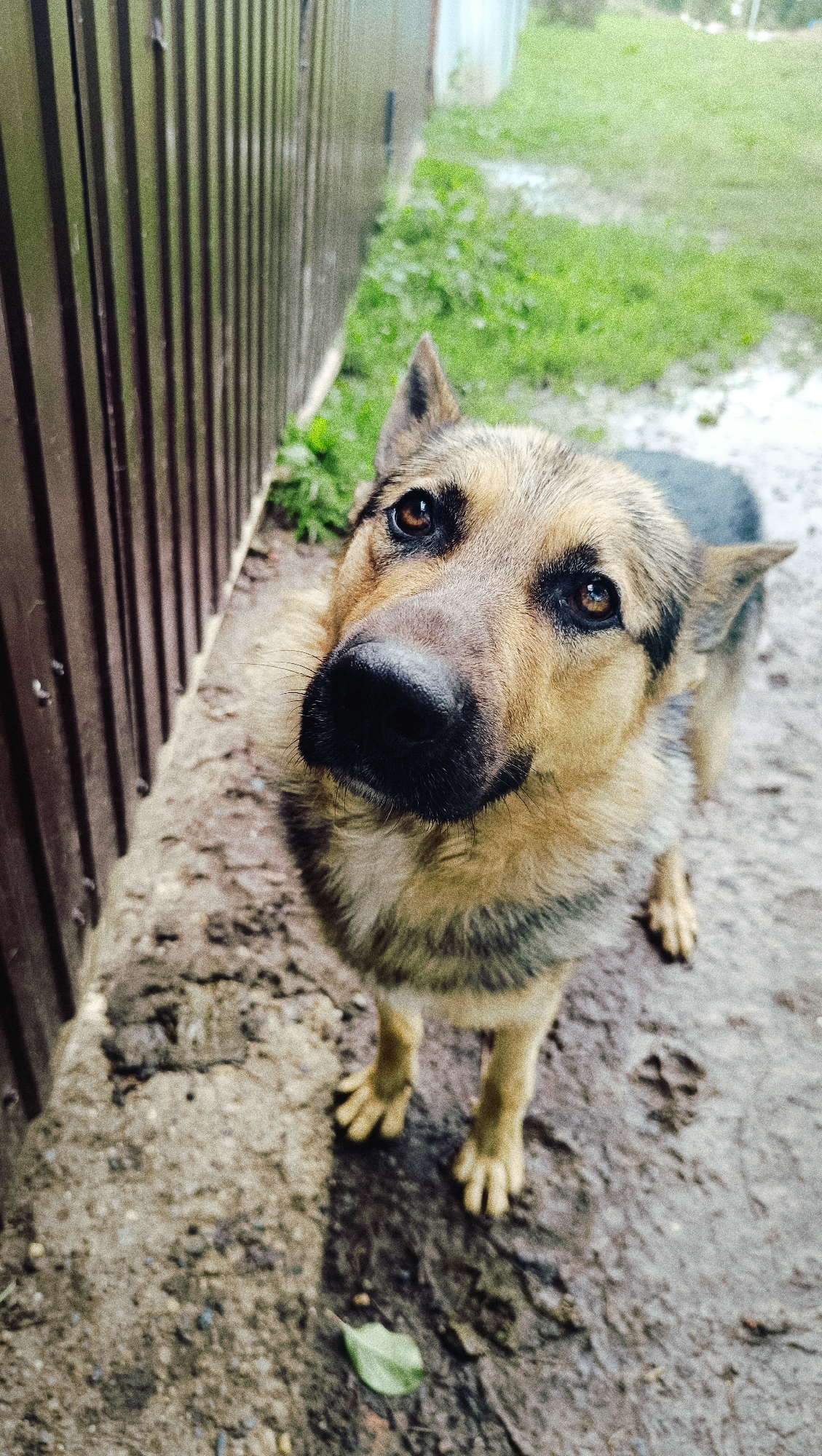 A medium shot captures a German Shepherd dog looking directly at the camera. The dog is positioned in the lower right quadrant of the frame, with its head tilted slightly to its left. Its fur is a mix of tan, brown, and black markings. The dog's eyes are dark brown and appear alert, and its nose is black and wet. Its ears are perked up. The dog is standing on a dirt and gravel surface. To the left of the dog, a brown wooden fence runs vertically along the edge of the frame. In the background, there is green grass and what appears to be a building or structure. The lighting suggests it is daytime, possibly overcast, with soft shadows. The image does not provide any specific indicators of the city of Karsha, Russia.