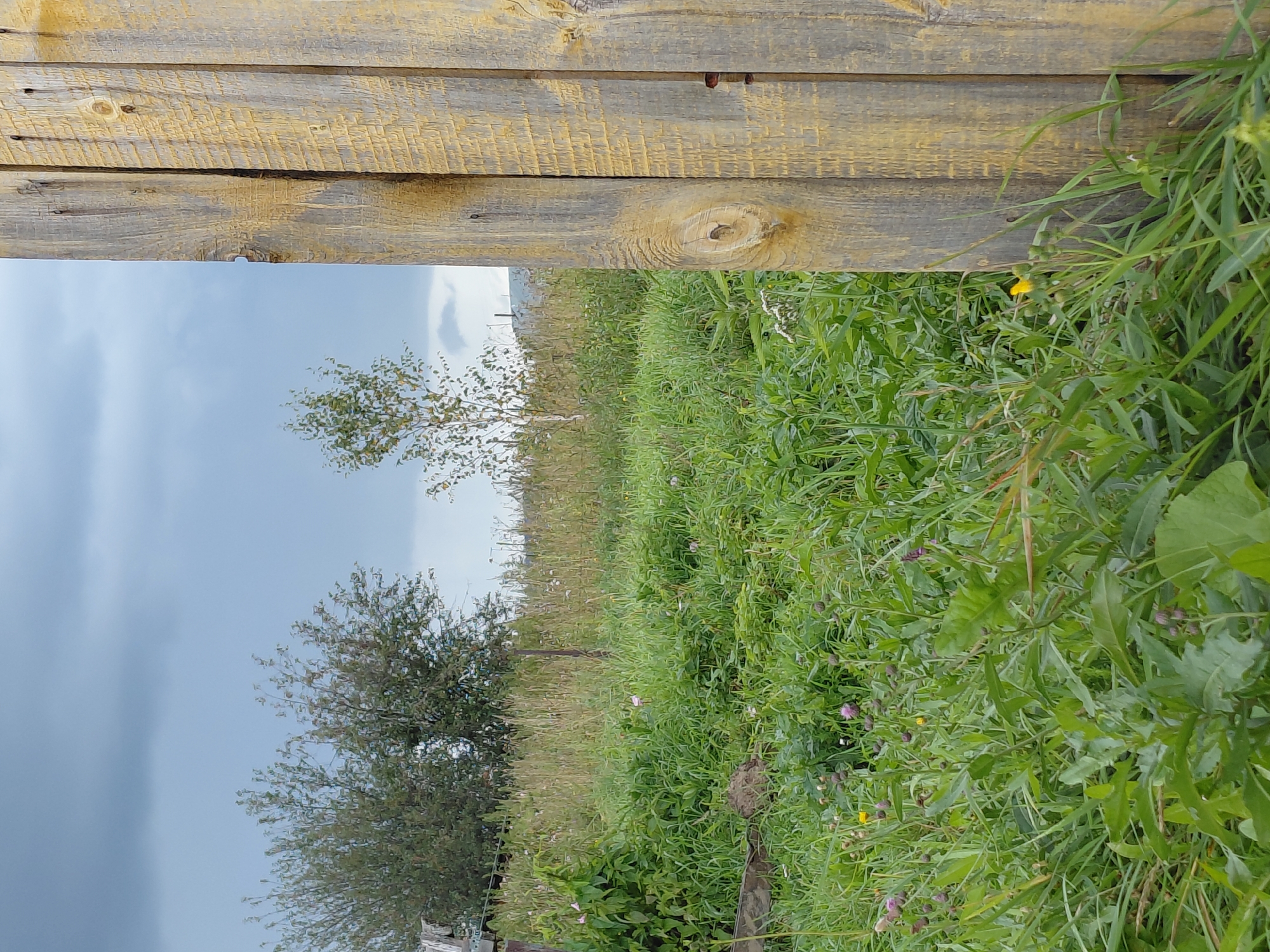 The image depicts an outdoor scene on a cloudy day, likely in the city of Malinovka, Russia. In the foreground, a weathered wooden fence made of vertical planks occupies the right side of the frame. The wood is rough-hewn and shows signs of age and possibly a faded yellow stain. The left side of the image features a lush, overgrown field of green grass and various wildflowers, some with pinkish-purple buds and a few small yellow blossoms. In the mid-ground, two trees are visible; one is larger with dense foliage, and the other is smaller with sparser leaves. The sky is overcast with gray clouds. The overall impression is one of a rural or semi-rural setting, possibly a backyard or an undeveloped plot of land. There are no people or animals visible in the image.