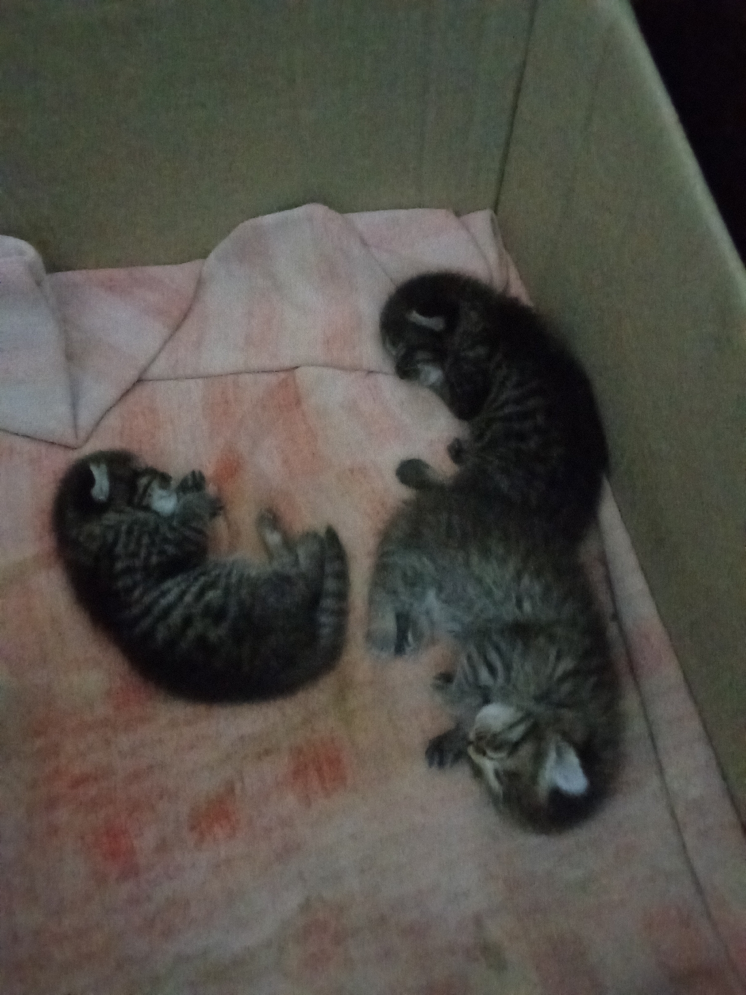 The image shows three very young kittens in a cardboard box lined with a pinkish-orange blanket. The kittens are all tabby patterned and appear to be sleeping or resting. One kitten is curled up on its side, another is lying on its back with its paws in the air, and the third is nestled between the other two. The box is brown and appears to be made of corrugated cardboard. The environment is dimly lit. There is no information in the image that allows for the location to be determined as Fergana City, Uzbekistan.