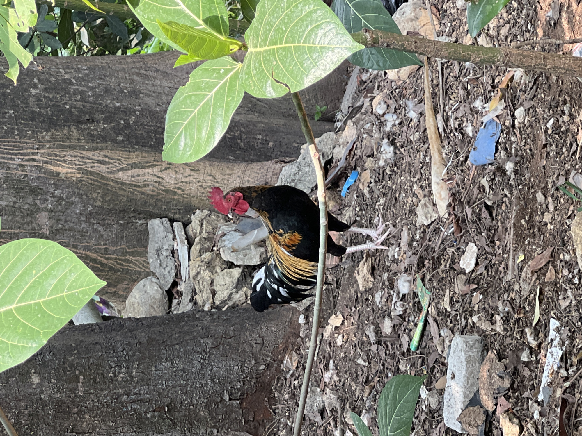 A rooster stands in a littered, naturalistic environment. The rooster is black with iridescent gold and white feathers on its back and tail. It has a red comb and wattle. The ground is covered with dry leaves, twigs, rocks, and various pieces of trash, including a blue plastic fragment, a green and white cylindrical object, and white plastic scraps. Two large tree trunks are visible in the background, one on the left and one in the center, with rough, dark bark. There are large green leaves from a plant in the foreground and to the right. The scene appears to be outdoors, possibly in a yard or wooded area. The location is Klapanunggal, Indonesia.