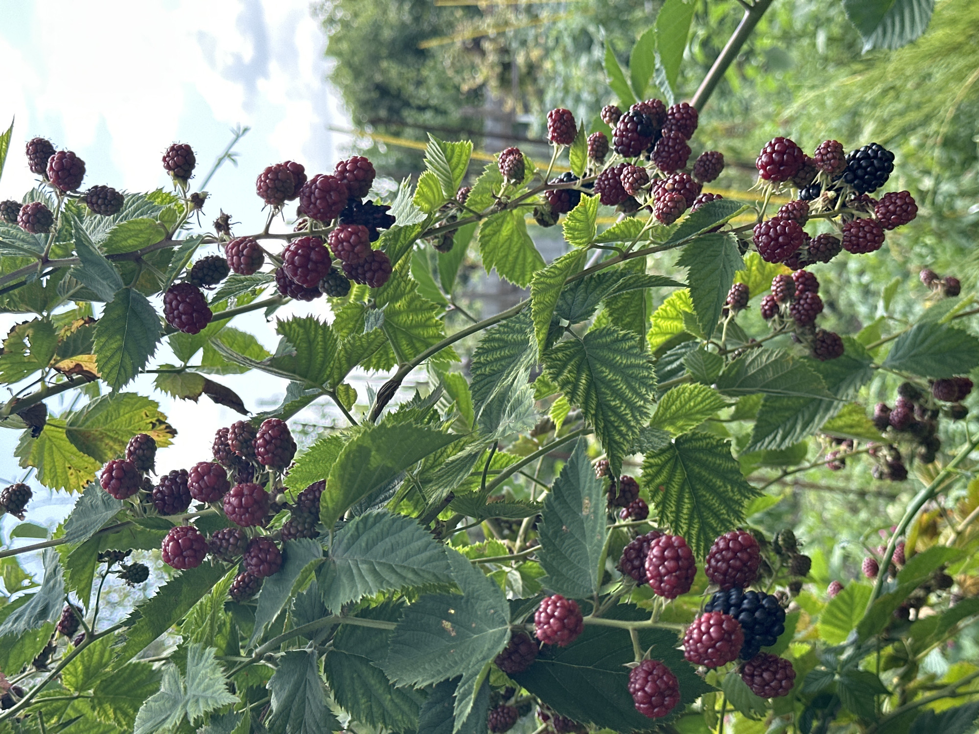 In Yessentuki, Russia, a close-up, low-angle shot captures a cluster of ripe blackberries hanging from a vine. The blackberries, a mix of deep red and dark purple, are clustered together, with some still showing hints of green. They are surrounded by serrated green leaves and thorny branches. The background is softly blurred, suggesting an outdoor setting with trees and a bright sky with scattered clouds. The lighting is natural, illuminating the berries and leaves. There are no people or animals visible in the frame, and the scene is static. The overall impression is one of abundance and natural growth.