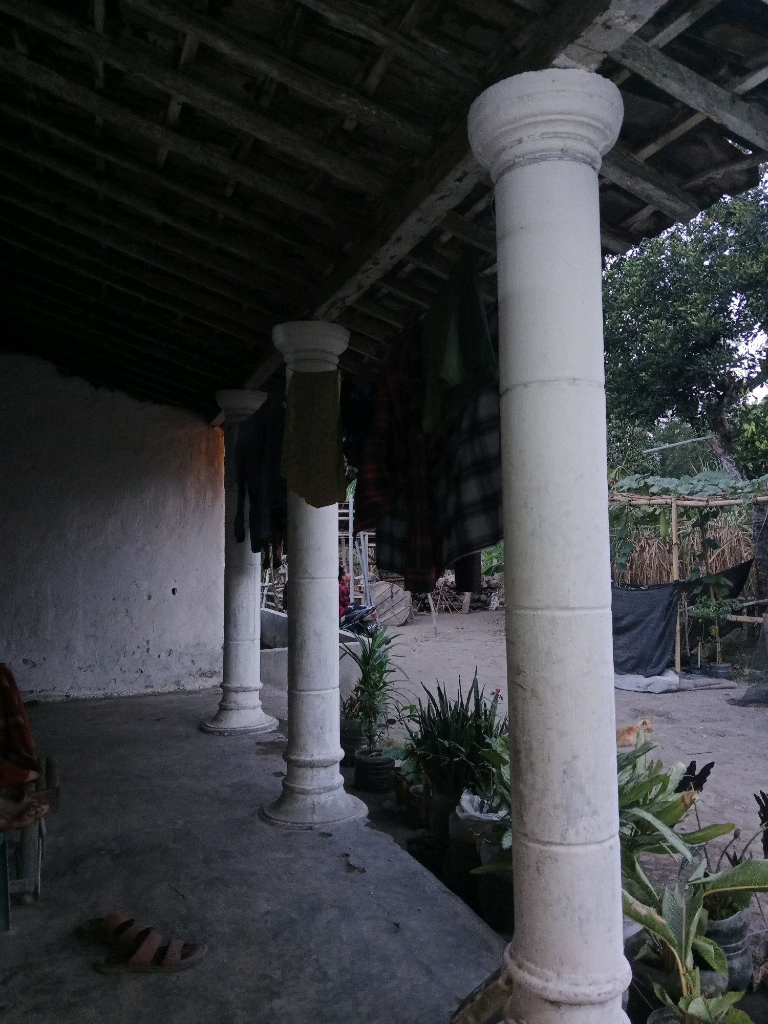 This is a photograph of a covered walkway or veranda supported by three large, white, cylindrical columns with decorative bases and capitals. The roof above is made of wooden beams and what appears to be corrugated metal or tiles. The walls of the structure are a rough, white plaster. Clothes are hanging on a line or rack along the back of the walkway. In front of the walkway, the ground is concrete. Scattered on the ground are a pair of brown sandals.
Beyond the walkway, the environment is more natural and somewhat unkempt. There are several potted plants and vegetation, including a trellised structure with gourds growing on it. A black tarp is draped over a structure in the background. A ginger-colored cat is visible in the middle ground, sitting and looking to the left. Two black chickens are also present, one standing near the cat and the other further to the right. The overall lighting suggests it may be late afternoon or early evening. The image depicts a scene in a residential area, possibly a rural or semi-rural setting, given the building style and the natural elements present. The location is identified as Ringinrejo, Indonesia.