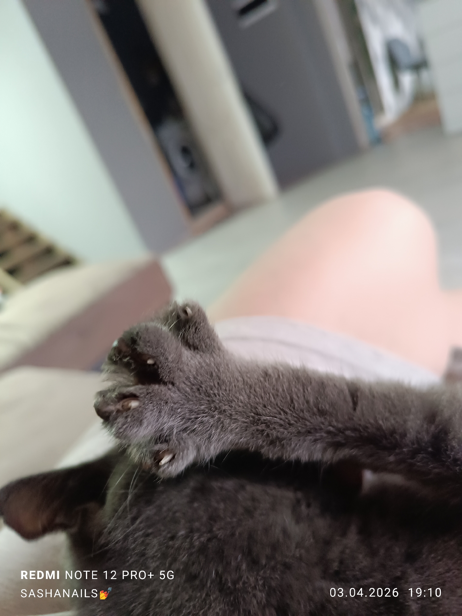 A close-up shot focuses on the paws of a gray cat. The paws are extended, displaying the claws. The cat appears to be resting on a person's lap. The image was captured by a Redmi Note 12 Pro+ 5G device on March 4, 2026, at 19:10, as indicated by the timestamp. The location is marked as Chaikovsky, Russia. The watermark "SASHANAILS" is also present.