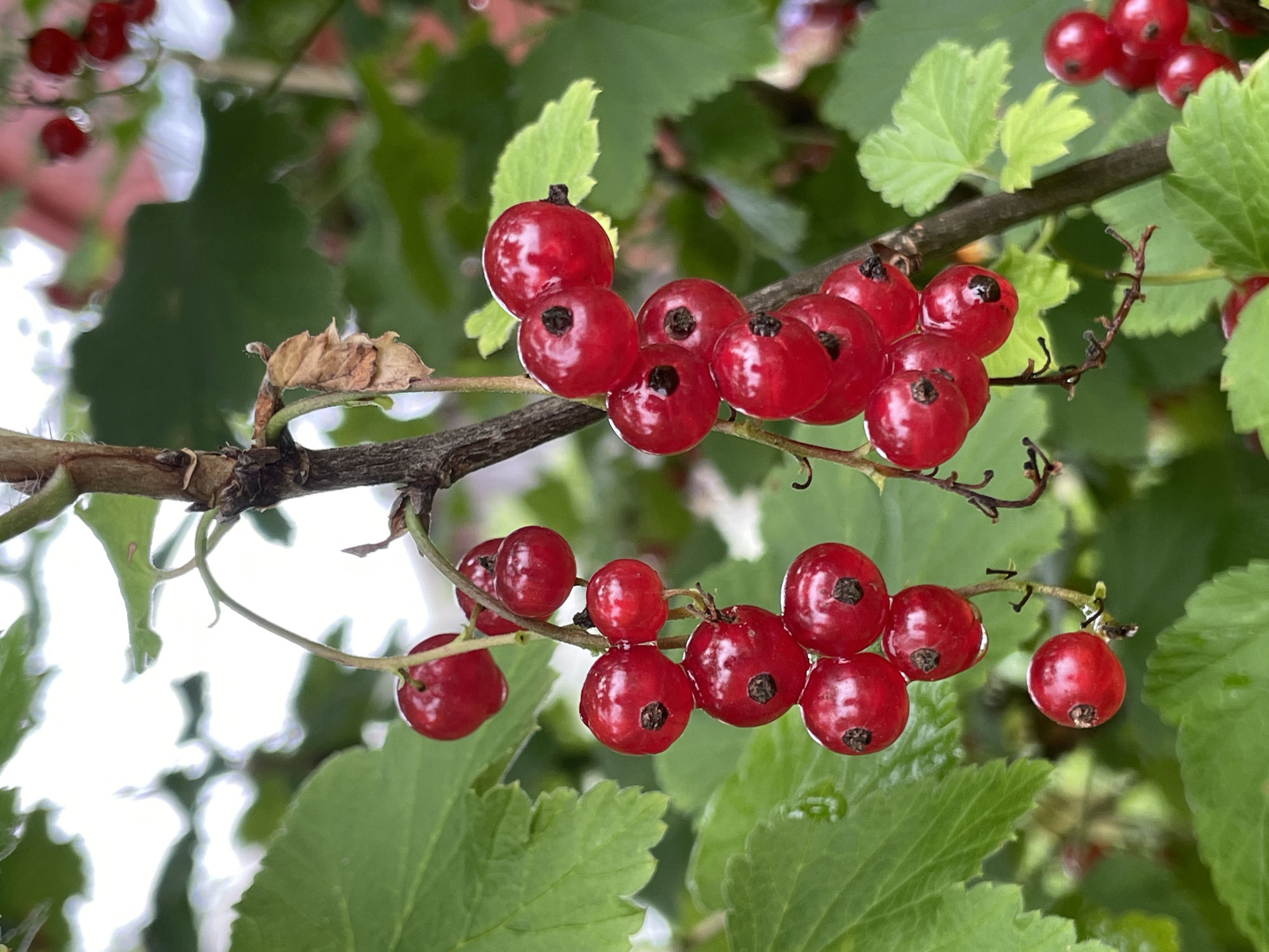 A close-up, vertical shot captures a cluster of ripe red currants on a branch. The berries are a vibrant red, glistening with moisture, and some show small dark spots at their tips. They hang from delicate stems against a backdrop of lush green leaves and a blurry, light-colored sky. The branch itself is brown and woody, with a few dried leaves attached. In the background, other red currants are visible, also out of focus. The scene suggests a natural, outdoor setting, likely in a garden or park. The image does not contain any people or specific landmarks that would indicate its location in Дресвяново, Russia.