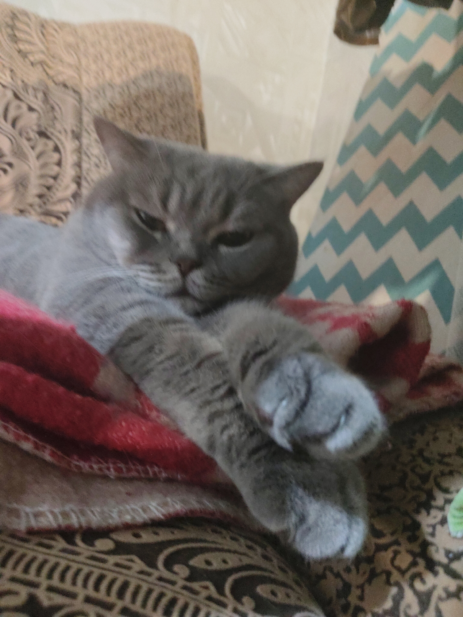 A gray-furred cat, possibly a British Shorthair, is the central subject of this close-up, indoor photograph. The cat is lying down, stretching out its front paws, and appears to be in a relaxed state, with its eyes partially closed, suggesting it is either dozing or content.
The cat is resting on a red and white patterned blanket or throw. Below this, there is another piece of furniture, likely a sofa or armchair, covered with a dark brown and beige patterned fabric that features swirls and geometric designs. In the background, to the right, a white and blue chevron-patterned item, possibly another blanket or cushion, is visible. The lighting is soft and even, typical of an indoor setting during the day or with artificial illumination. No specific time of day, weather, or outdoor location cues are discernible. There is no visible text in the image.