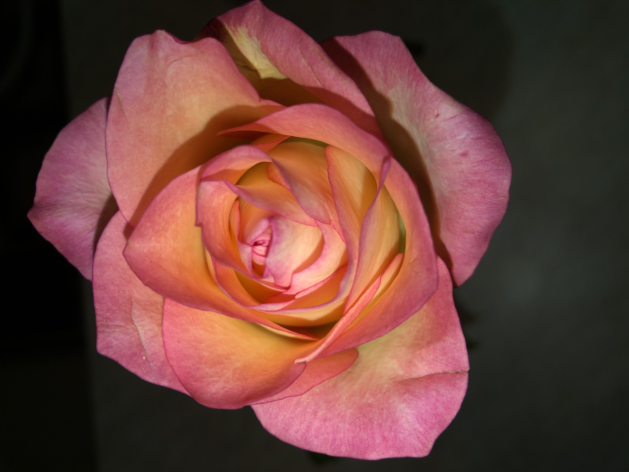 A close-up photograph shows a peach and pink rose blossom against a dark background. The rose is in full bloom, with petals unfurling from the center in a spiral pattern. The petals have a gradient, transitioning from a yellow-peach color at the base to a pink hue at the tips. The outer petals appear slightly darker, with more saturated pink tones. The background is a dark, solid color, providing contrast and focus on the rose. The image does not show any location and Noviy, Russia, has no relation to the given image.