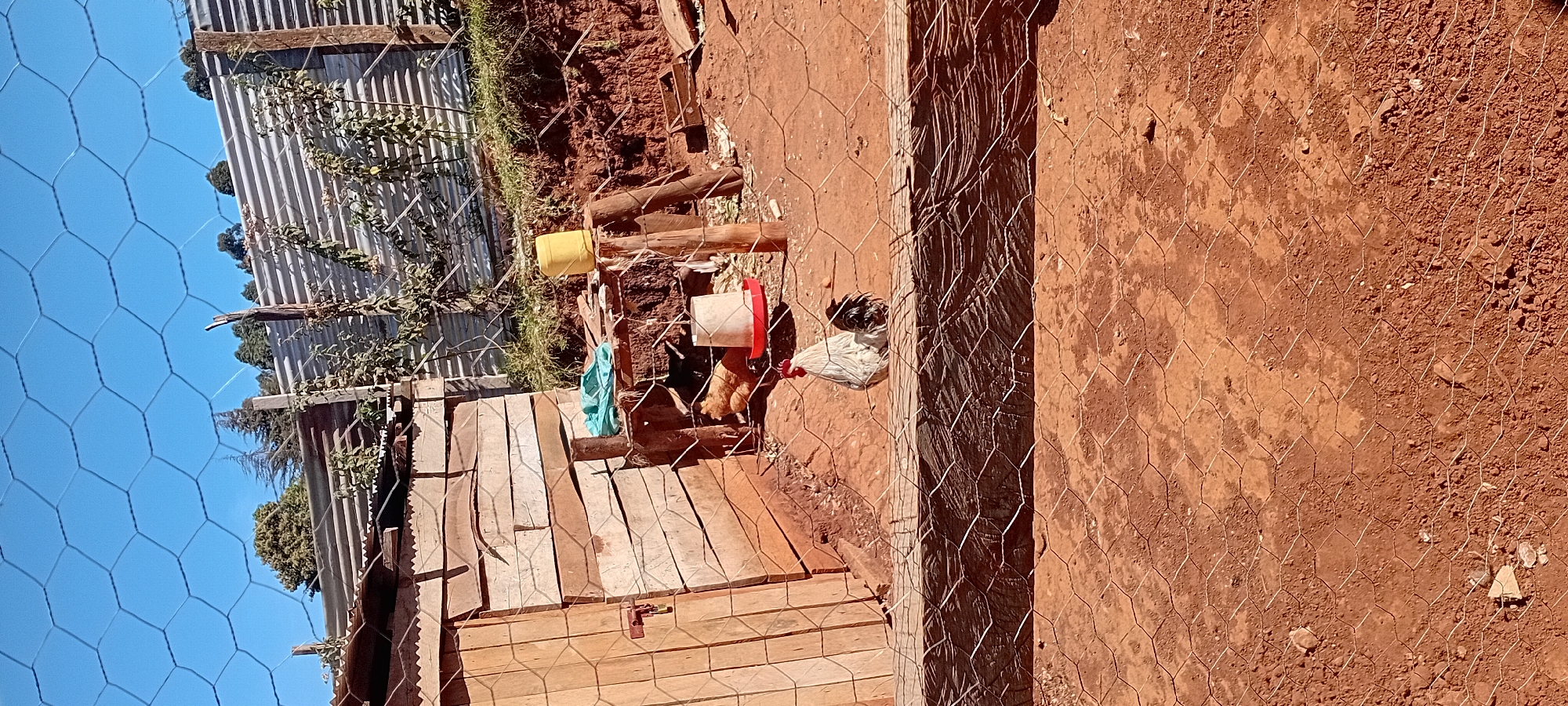 The image depicts an outdoor scene within what appears to be a rural setting, possibly a farm or homestead, in Kijabe ward, Kenya. The foreground is dominated by a chicken enclosure made of wire mesh. Inside the enclosure, a white rooster with black tail feathers stands prominently on reddish-brown earth. Further back, a brown hen is visible near a red and white feeder.
To the left of the enclosure is a simple wooden structure, possibly a coop or shelter, constructed from planks of wood. The structure has a visible door with a latch. Behind the wooden structure, a corrugated metal fence can be seen, with vegetation growing on and around it. A yellow plastic container rests on top of a wooden support near the fence. The ground is predominantly red earth, with some scattered stones and debris. The sky above is clear and blue. The overall impression is one of a functional, rustic animal enclosure.
