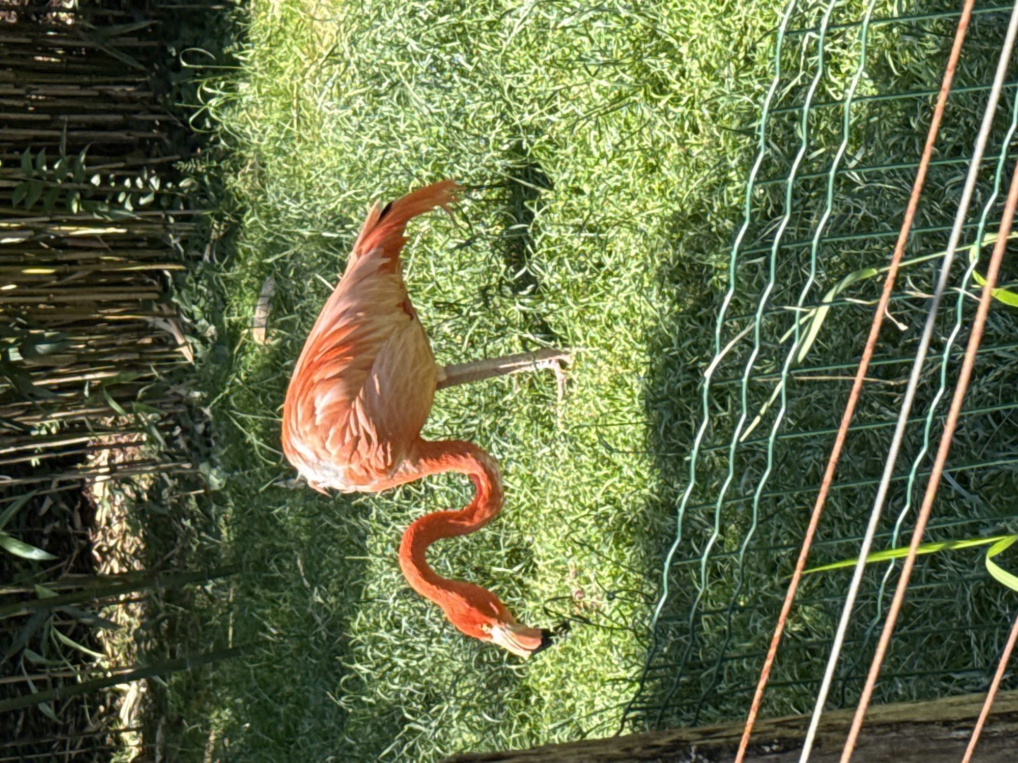 Observed from an elevated position is a flamingo standing on green grass at Parco Natura Viva in Bussolengo, Italy. The flamingo has pink and orange feathers and a black beak. Adjacent to the flamingo is a wired fence. A patch of green foliage and brown bamboo is visible to the left.