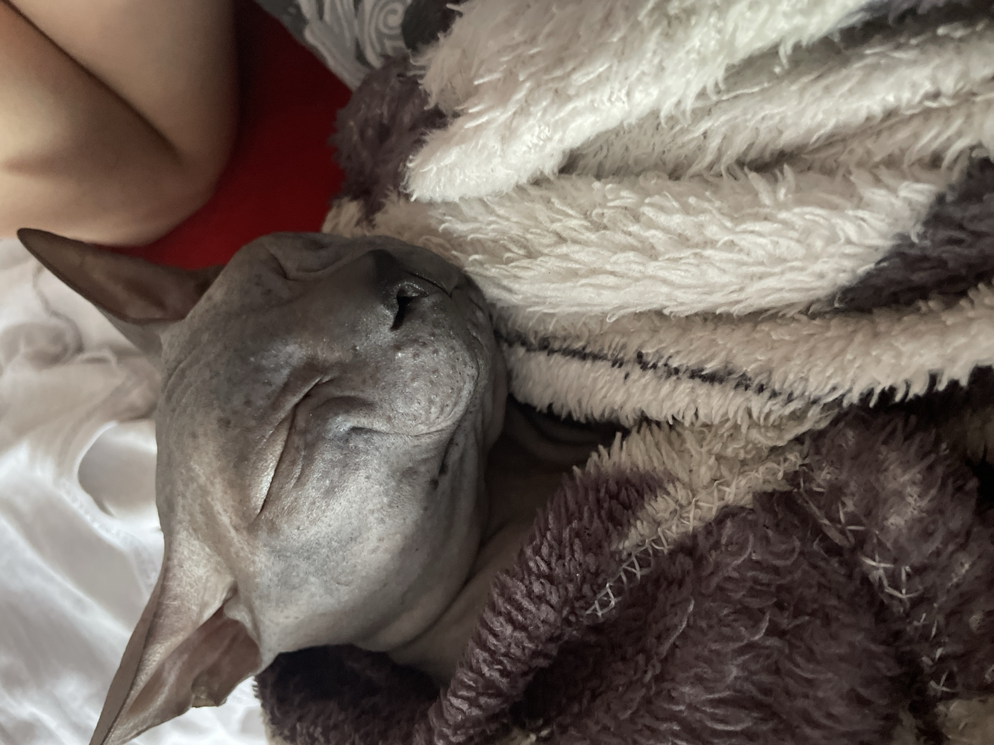 A gray Sphynx cat is sleeping under a pile of blankets with brown and white patterns. A human leg is visible in the upper left corner. The location is unknown and cannot be determined from the image.