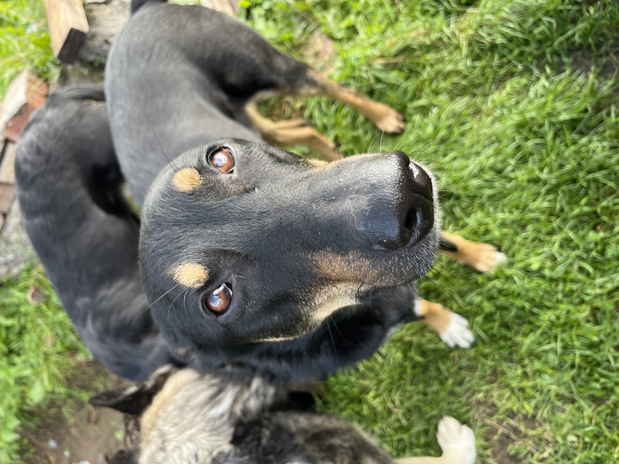 The image shows a close-up, outdoor, eye-level, vertical shot of three dogs in a grassy area. The dog in the foreground, which is largely in focus, is black with tan markings above its eyes and on its legs. It is looking directly at the camera. Two other dogs are partially visible behind it, one predominantly black and the other with grey and tan coloring. The ground is covered in green grass, and some bricks and wooden planks are visible in the background, suggesting a yard or outdoor space. The lighting suggests it is daytime. The location of Nizhny Tagil, Russia, is not visually discernible from the image itself.