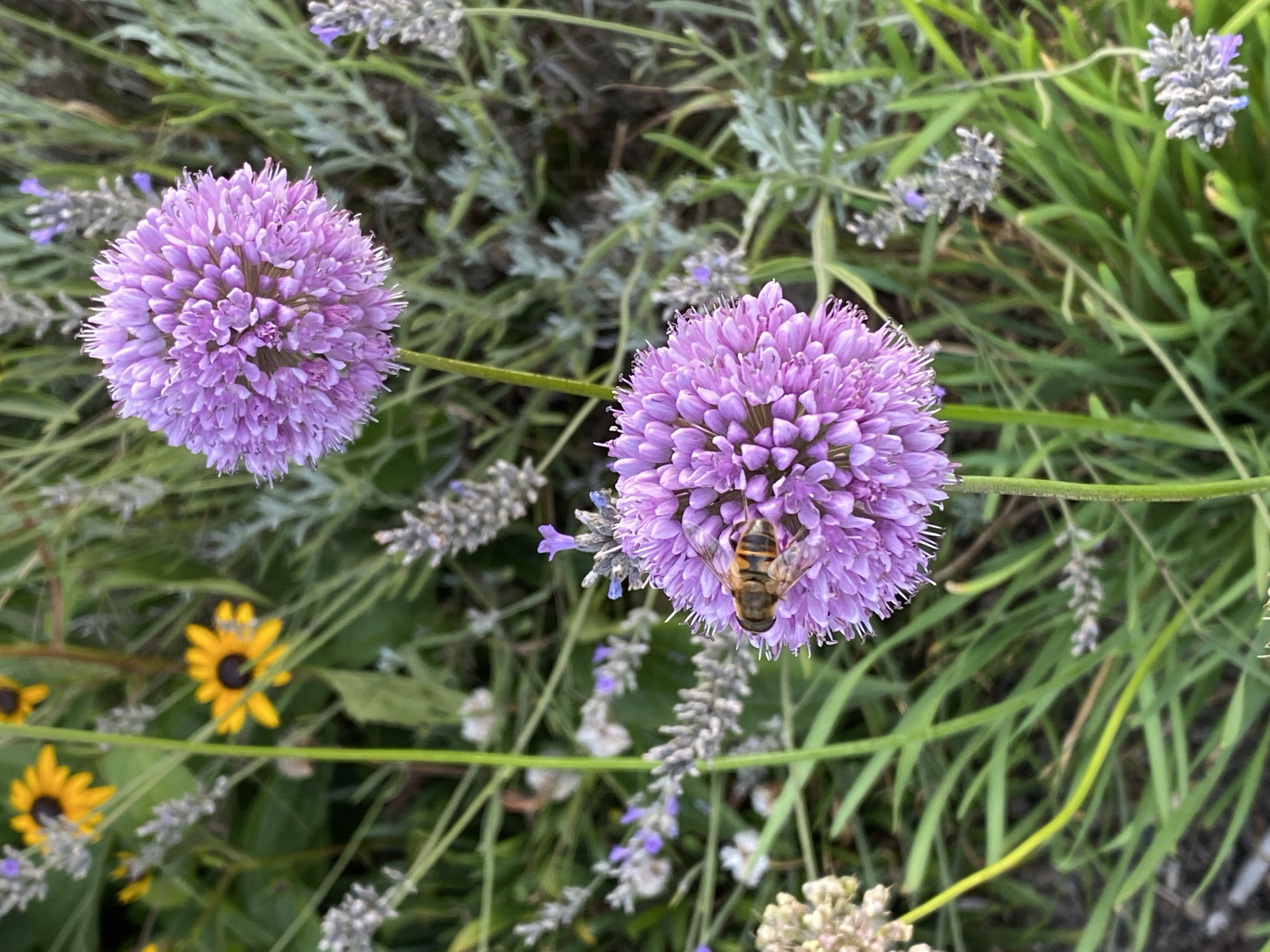 A close-up, eye-level shot captures a patch of garden in Helmenzen, Germany. Two large, spherical purple allium flowers are the focal point, with one prominently featuring a hoverfly perched on its petals. The hoverfly, with its distinctive orange and black stripes, is positioned on the lower left of the central flower. Surrounding the alliums are tall, green blades of grass and sprigs of lavender, their muted purple and gray hues creating a soft background. In the upper left corner, out of focus, are two small yellow flowers with dark centers, possibly black-eyed Susans. The lighting suggests it is daytime, with natural light illuminating the scene and casting subtle shadows. There are no people or man-made structures visible, indicating a natural or cultivated outdoor space.
