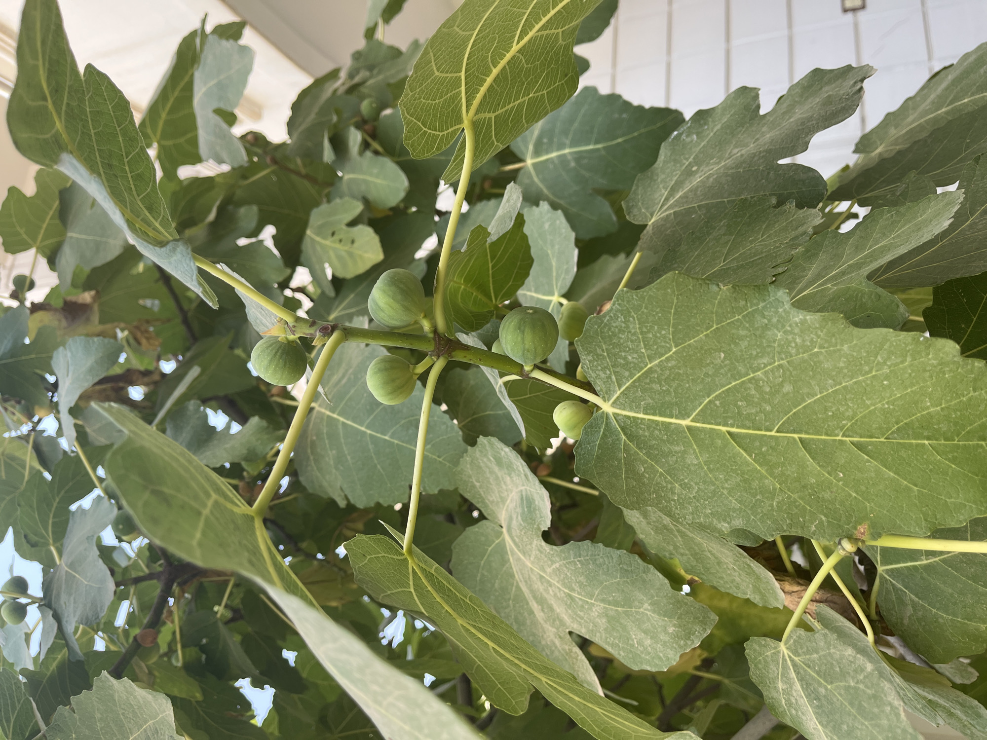 A close-up, eye-level, outdoor shot shows a branch of a fig tree with several green figs and large, lobed green leaves. The figs are small and round, clustered together on the branch. The leaves are broad and veined, with some appearing dusty. The background is a blur of more green leaves and a white tiled wall. The image is captured in natural daylight.