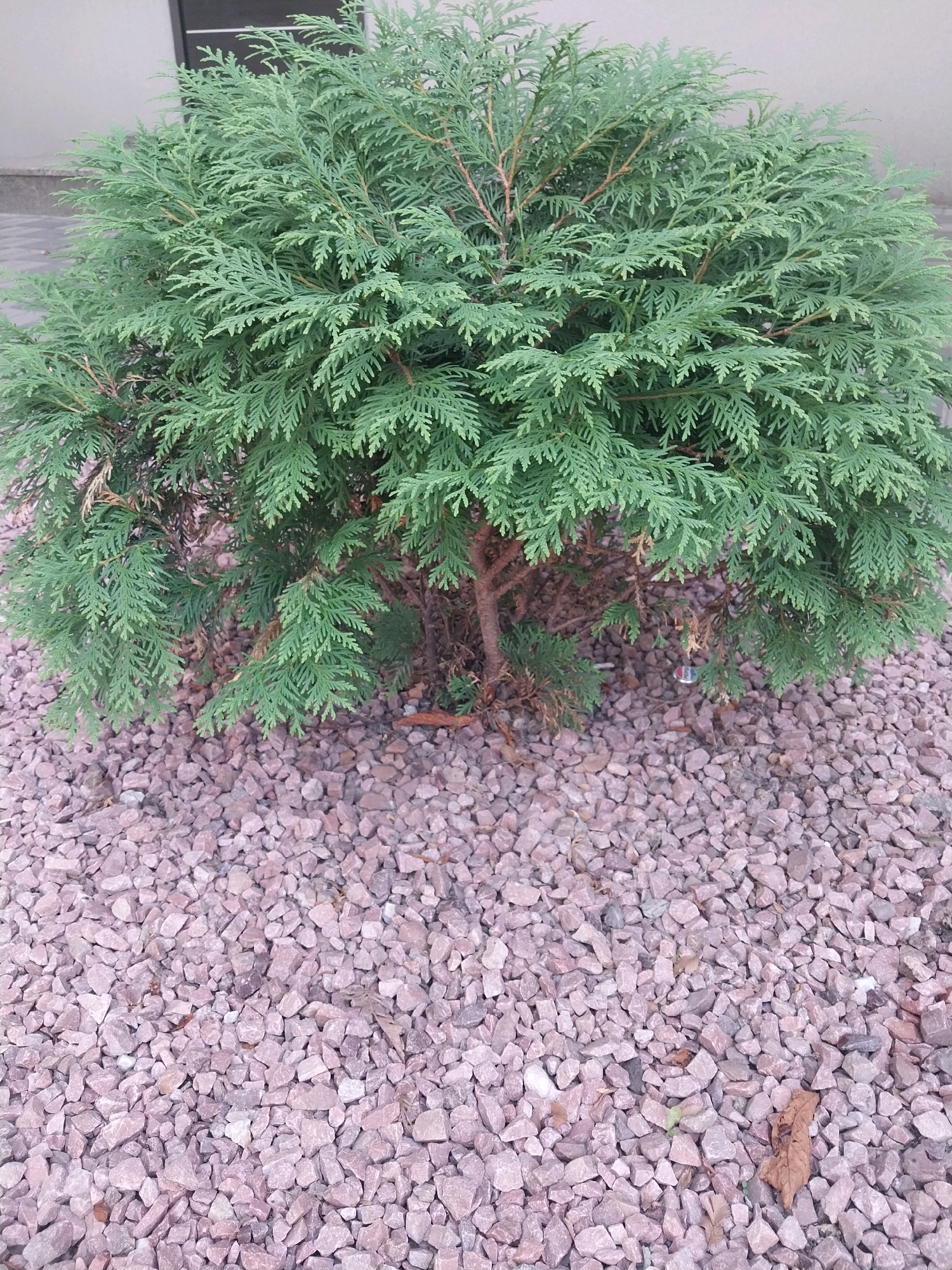 An eye-level, medium shot captures a densely foliated evergreen shrub planted in a bed of crushed, pinkish-purple gravel. The shrub, which appears to be a variety of Thuja, is rounded and lush, with feathery, scale-like leaves in a vibrant green hue. The base of the shrub shows some dry, brown foliage and exposed branches. The gravel bed extends to the bottom of the frame, with a few fallen leaves and a small, metallic object, possibly a bottle cap, visible near the center of the lower half. In the background, a blurred, light-colored wall and a dark vertical structure, possibly a doorway or window frame, suggest an urban or suburban setting. The image is devoid of any people. This scene could be located in a park, garden, or residential area within the city of Dnipro, Ukraine, likely during the daytime given the even lighting.