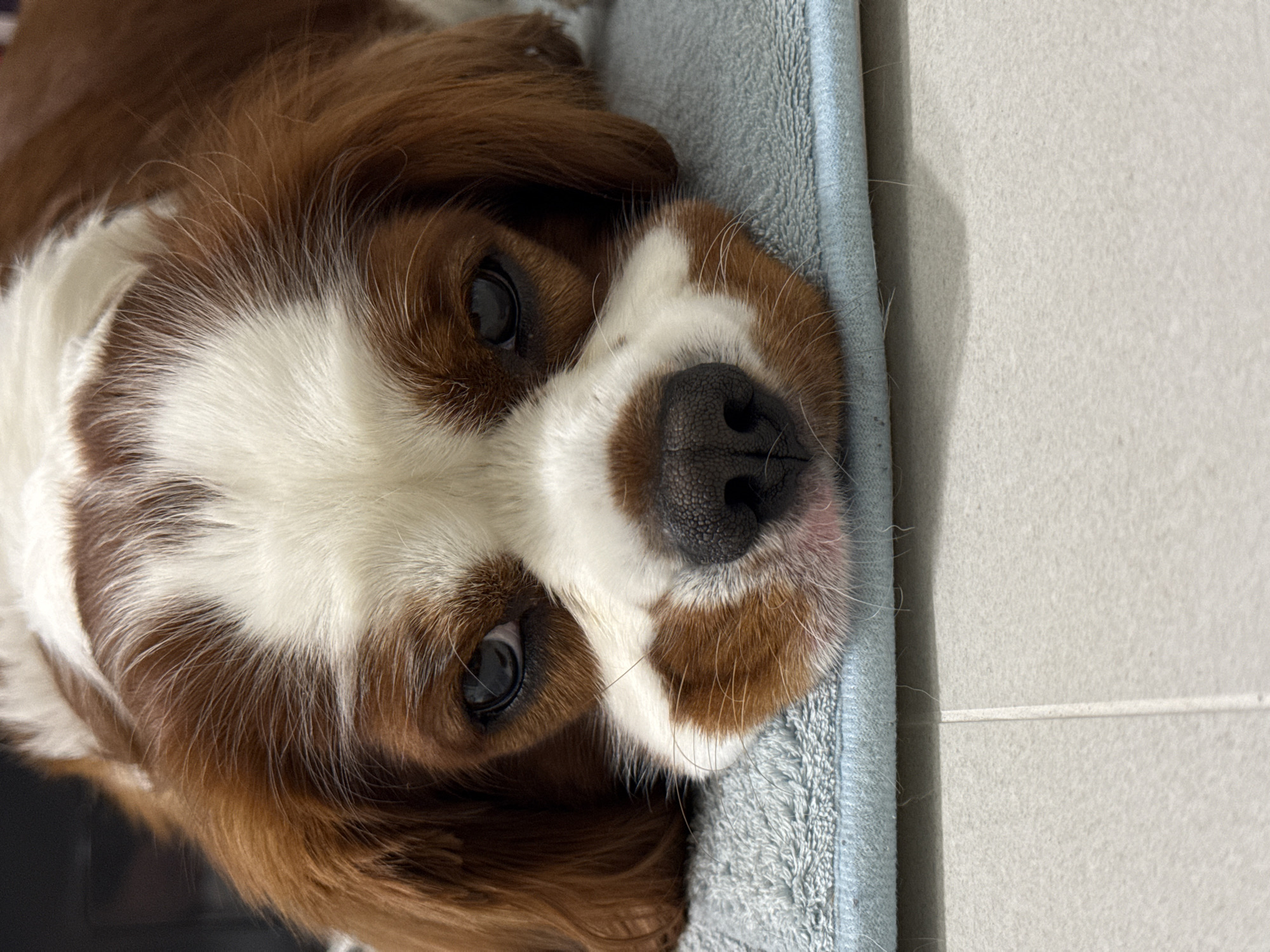 A close-up, eye-level shot captures a Cavalier King Charles Spaniel resting its head on a light blue textured mat. The dog's face is the primary focus, with its brown and white fur clearly visible. Its dark eyes are open and looking directly at the camera. The dog's nose is black and moist, and its muzzle is a mix of brown and white fur. The background is blurred, with a hint of a dark surface behind the dog and a light-colored tiled floor below the mat. There are no humans present in the image. The scene appears to be indoors, possibly in a home environment. There is no specific indication of the location being within the city of Dobrich, Bulgaria.